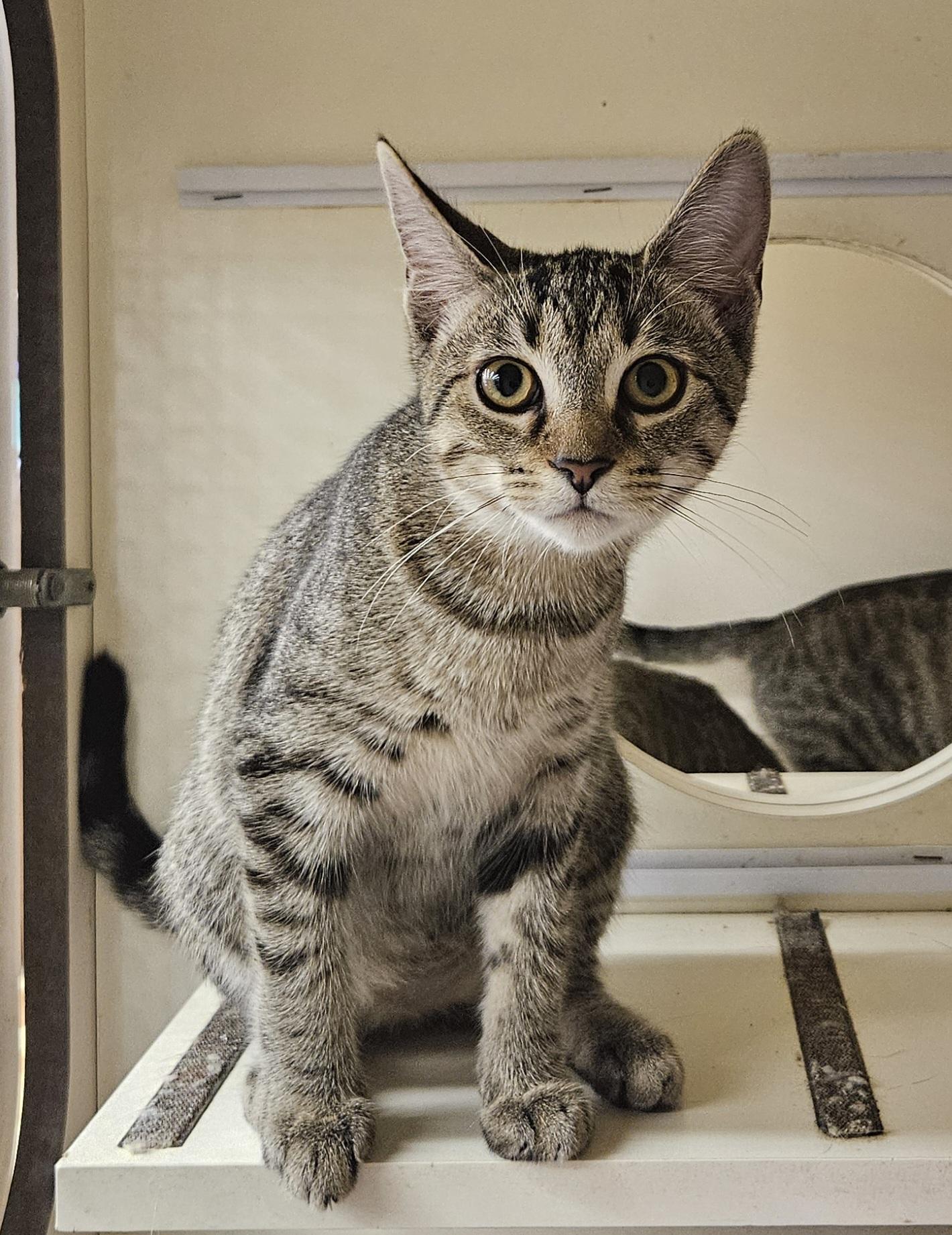 Sif, a Adoptable Tabby in Nashville, TN image 4/6