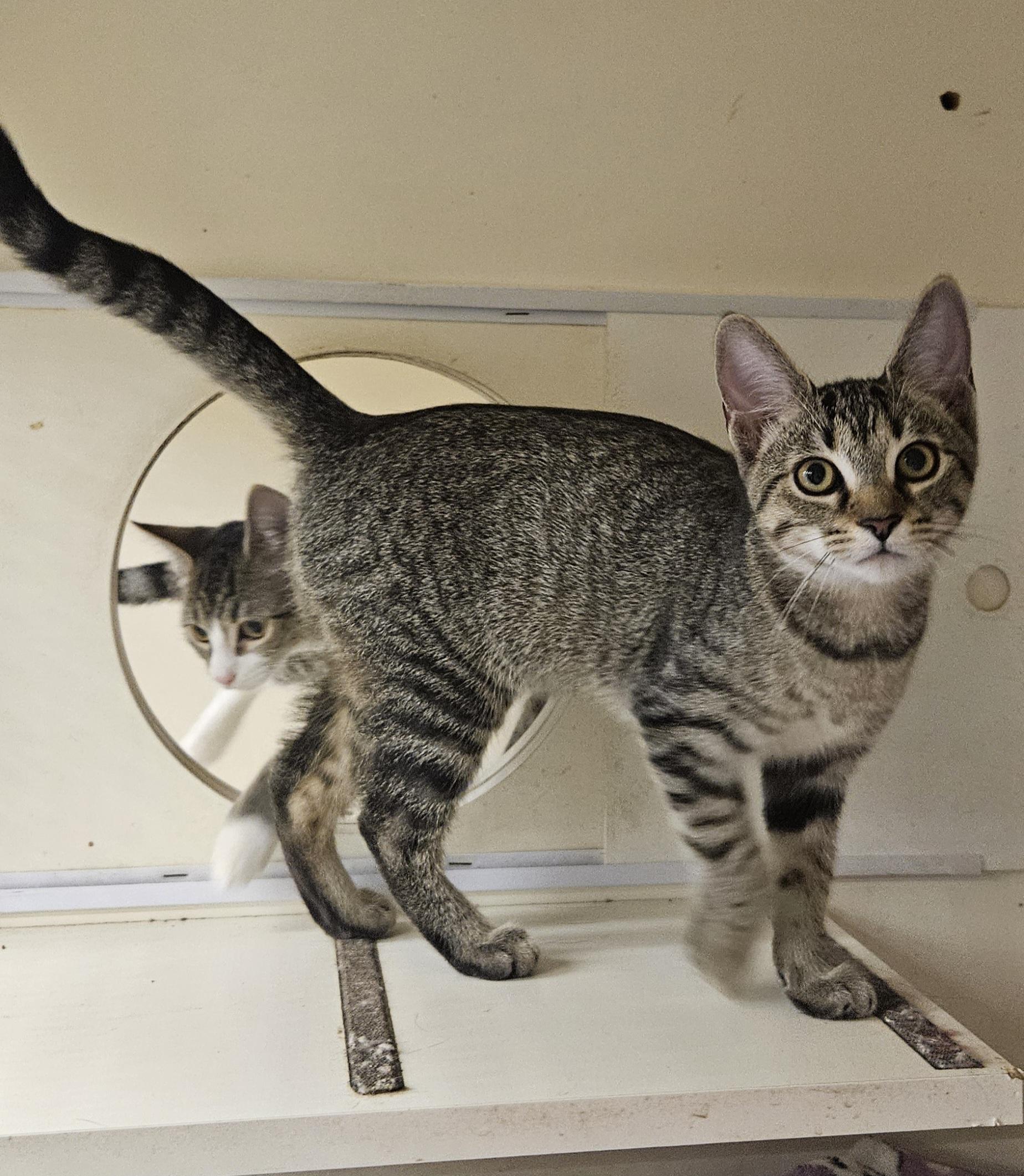 Sif, a Adoptable Tabby in Nashville, TN image 3/6