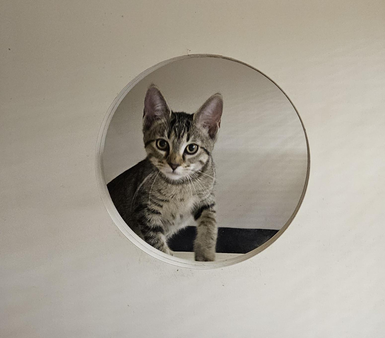 Sif, a Adoptable Tabby in Nashville, TN image 5/6