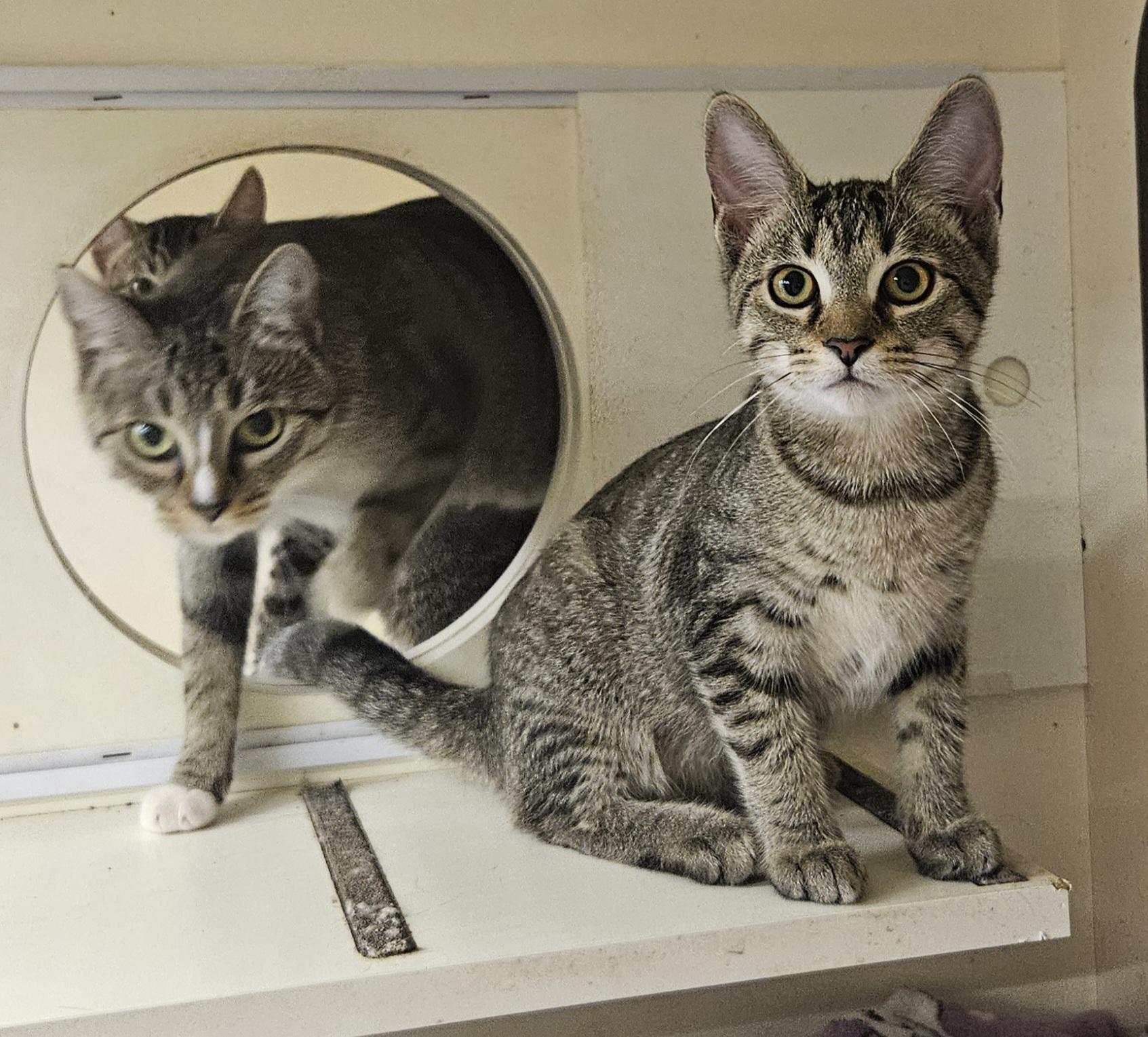 Sif, Adoptable, Young Female Tabby.