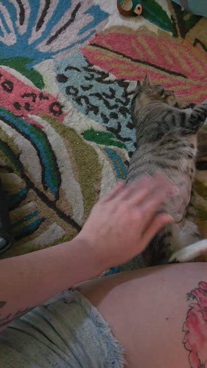 Enlarge Sif, a Adoptable Tabby in Nashville, TN video 2/6