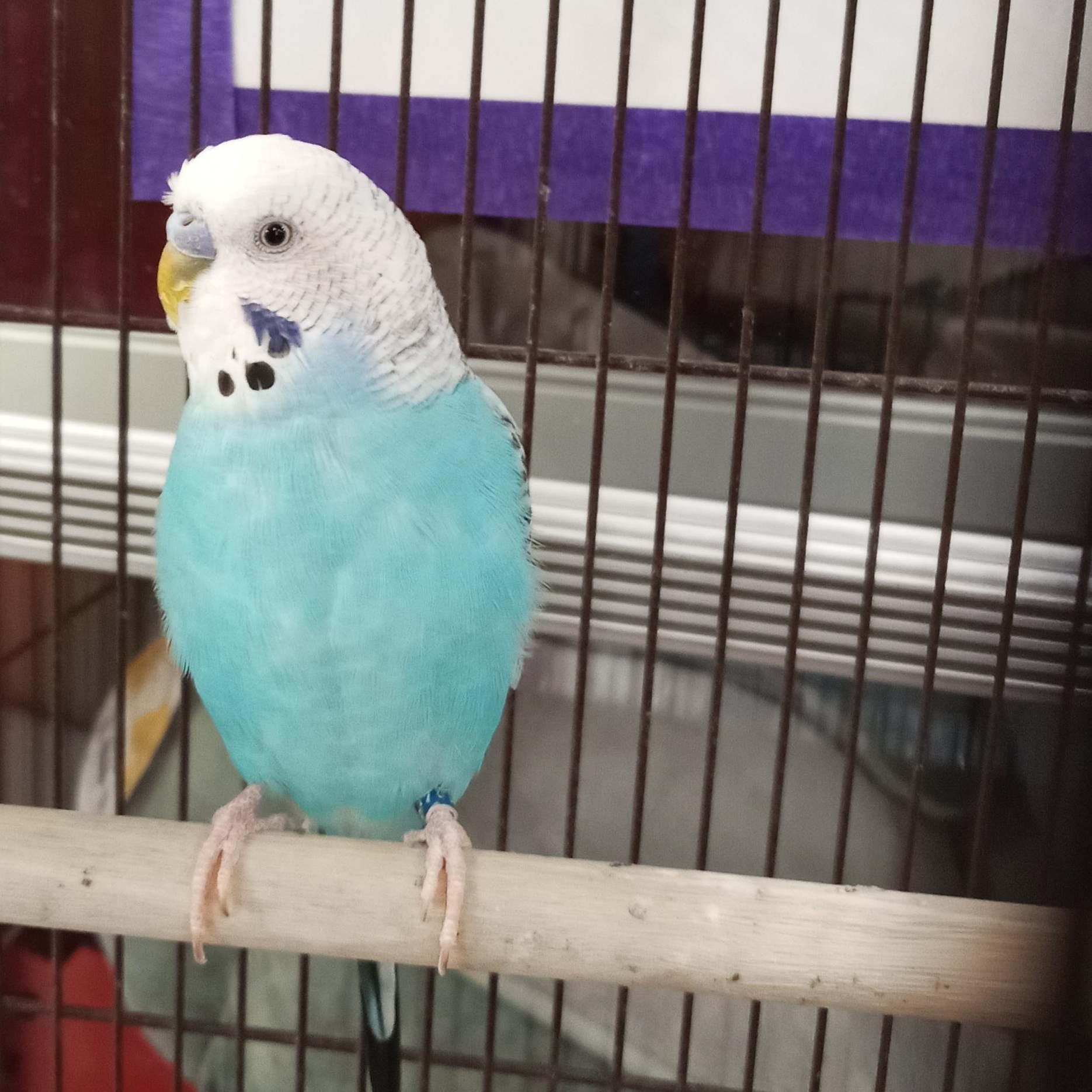 Enlarge Bluey, an adopted Budgie / Budgerigar in Modesto, CA image 1/1