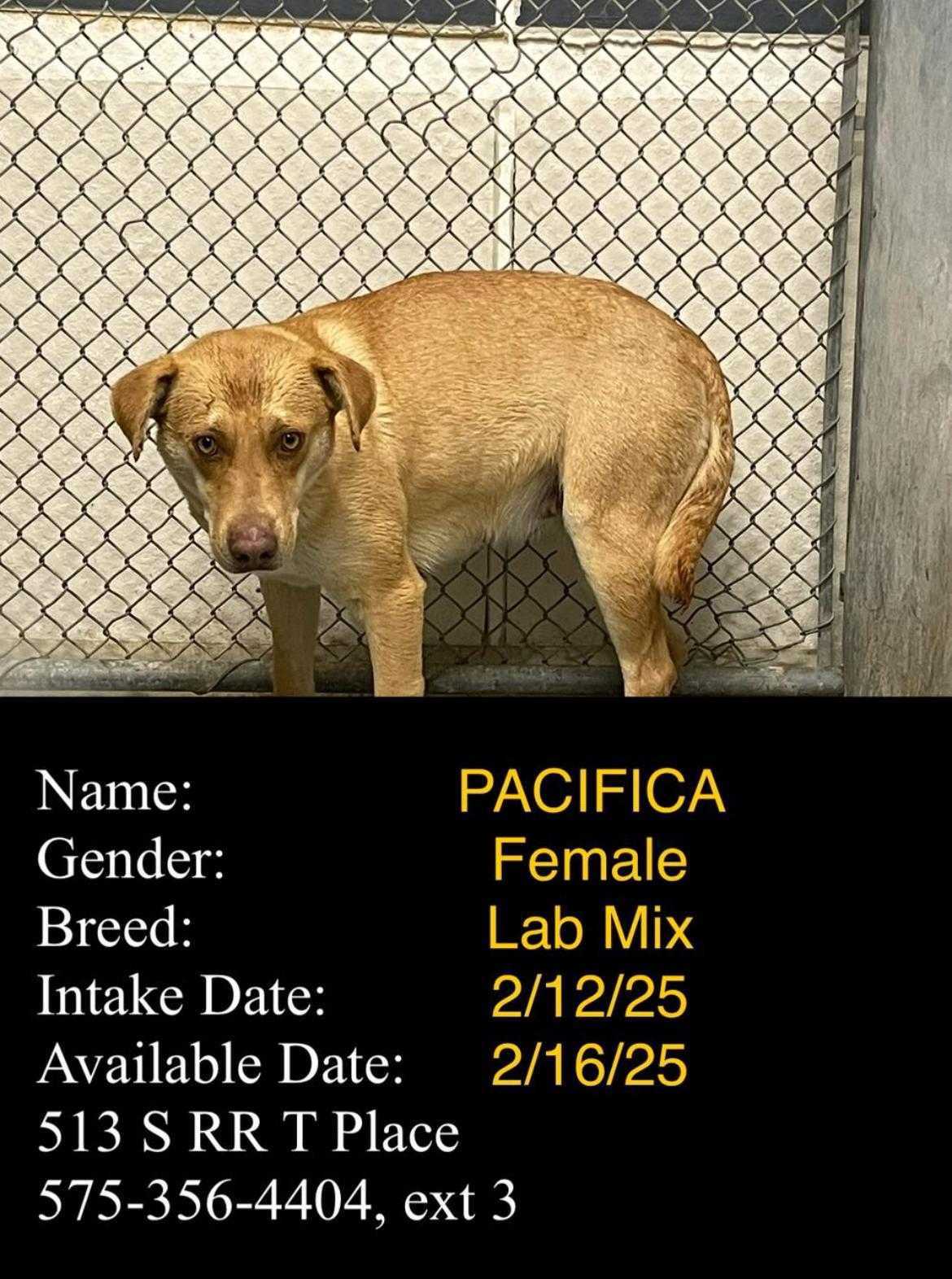 Enlarge Pacifica, a Adopted mixed breed in Portales, NM image 1/1