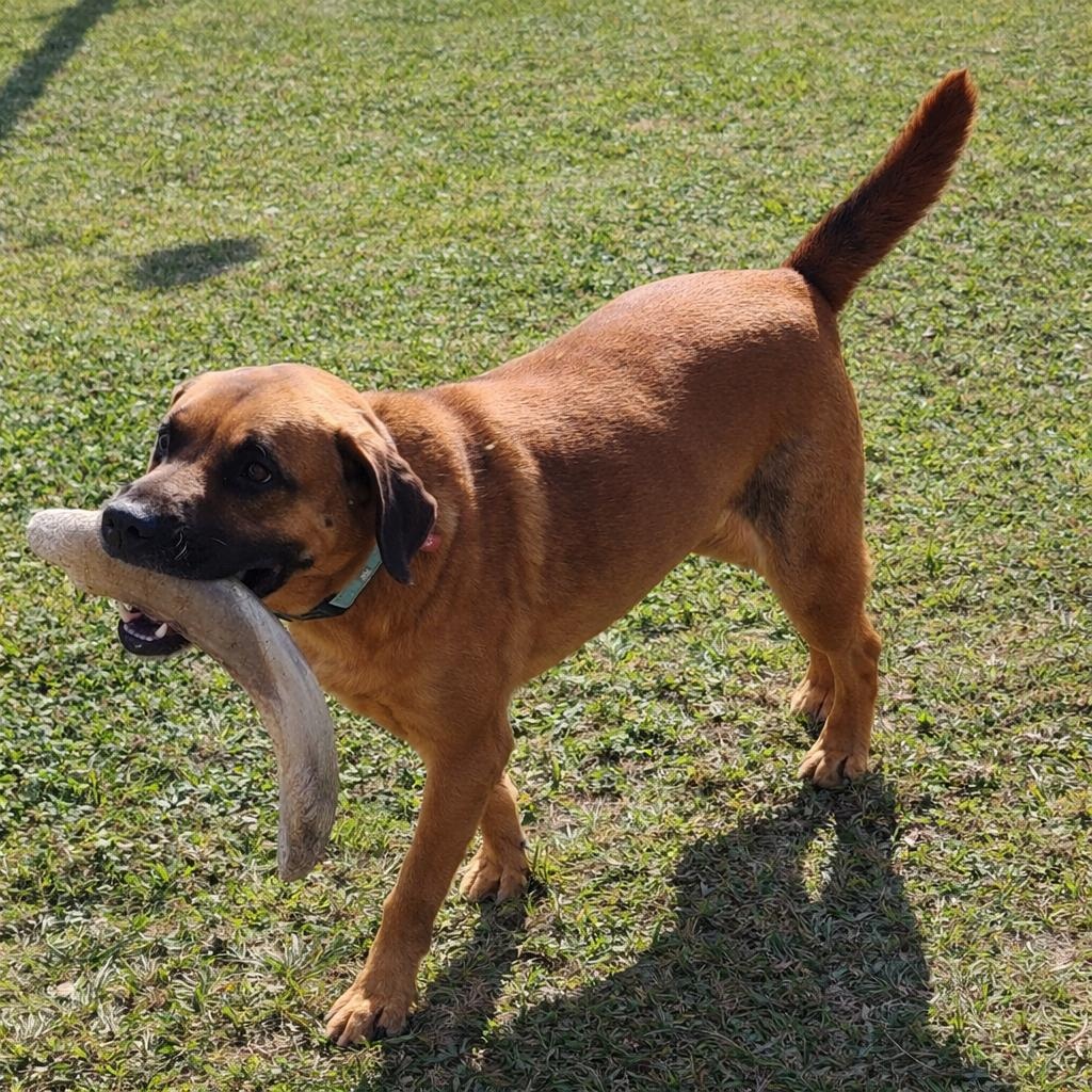 Enlarge Buddy - Affectionate, Great Personality and Perfect Family Dog!, a Adoptable mixed breed in Santee, SC image 2/6
