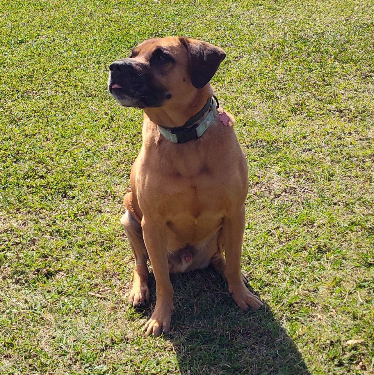Enlarge Buddy - Affectionate, Great Personality and Perfect Family Dog!, a Adoptable mixed breed in Santee, SC image 4/6