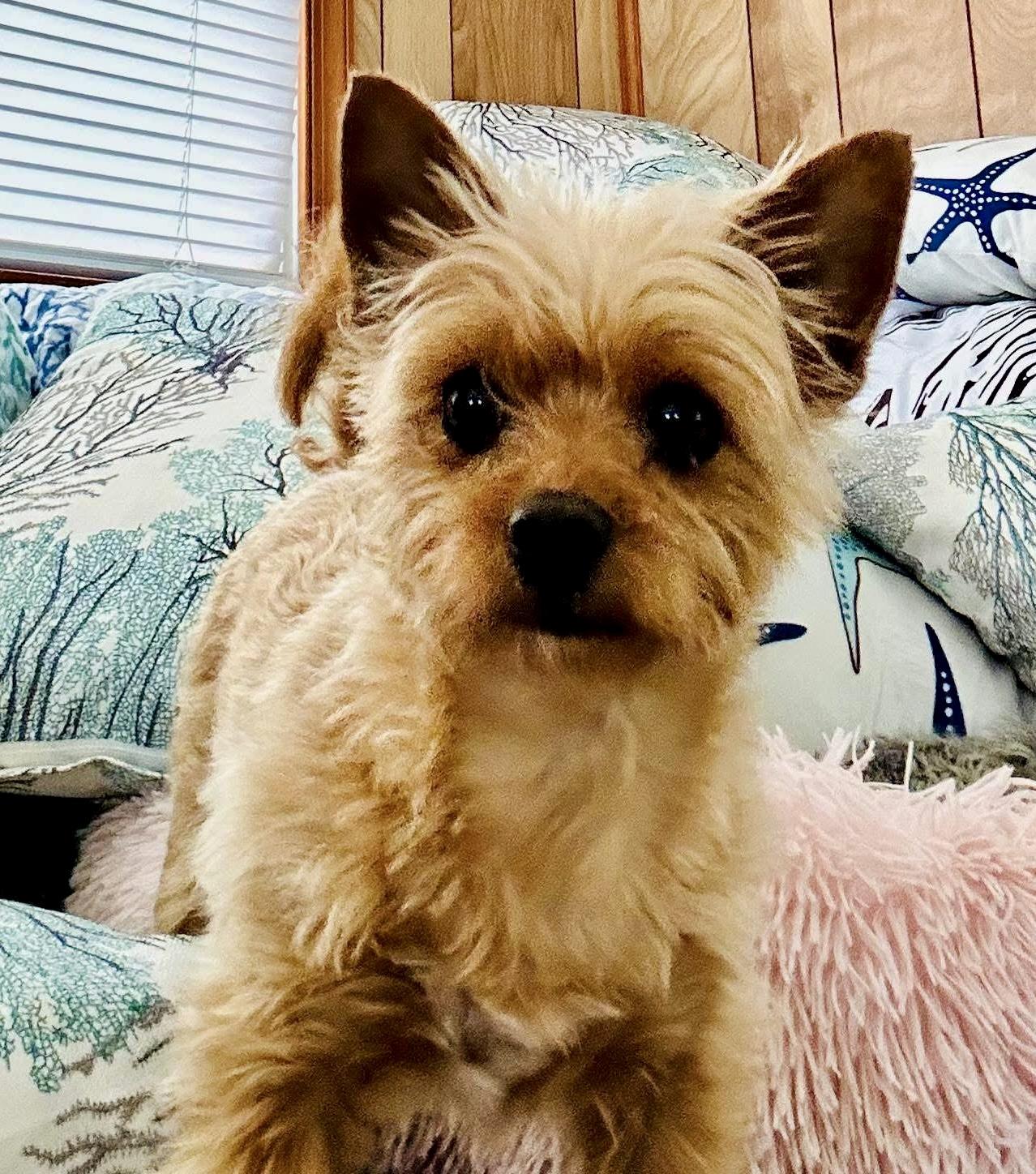 Johnny Cash, Young Male Yorkshire Terrier