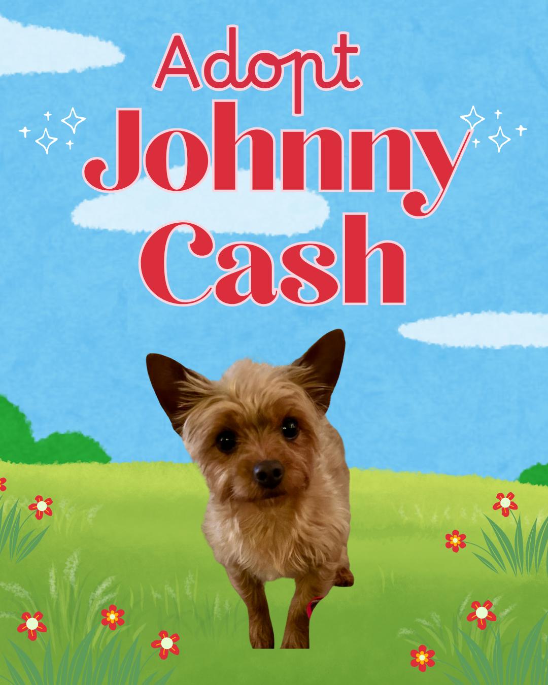 Johnny Cash thumbnail 3