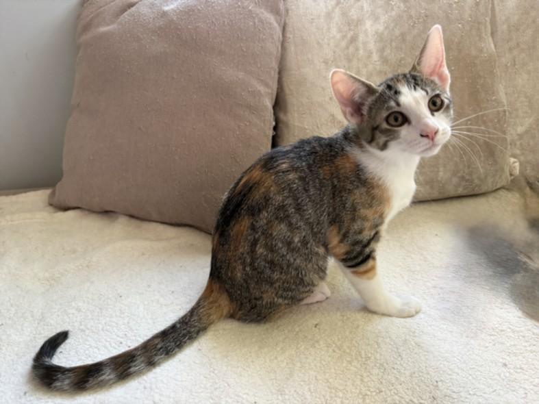 Enlarge SWEETIE, a Adoptable Domestic Short Hair in Burbank, CA image 1/1