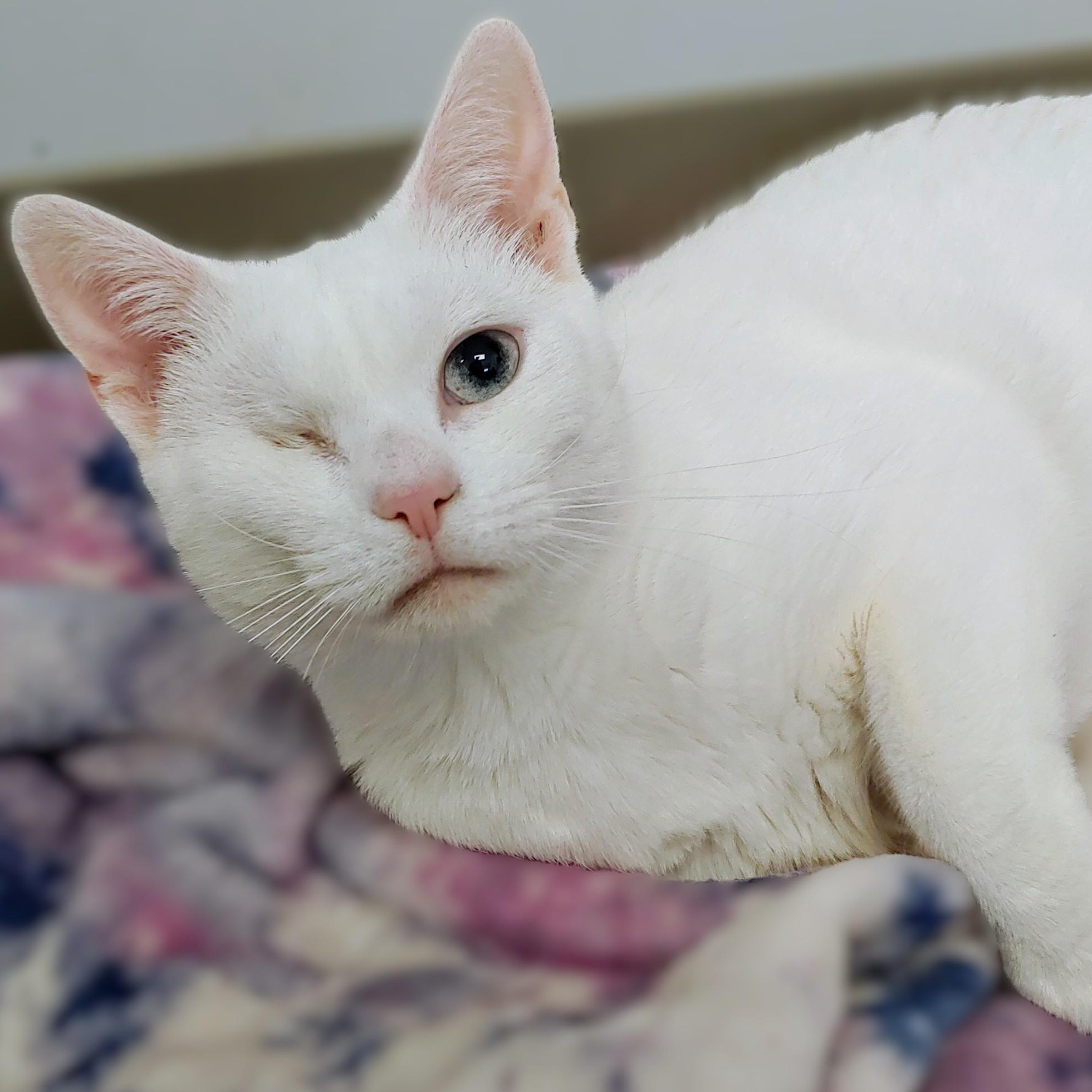 Duchess