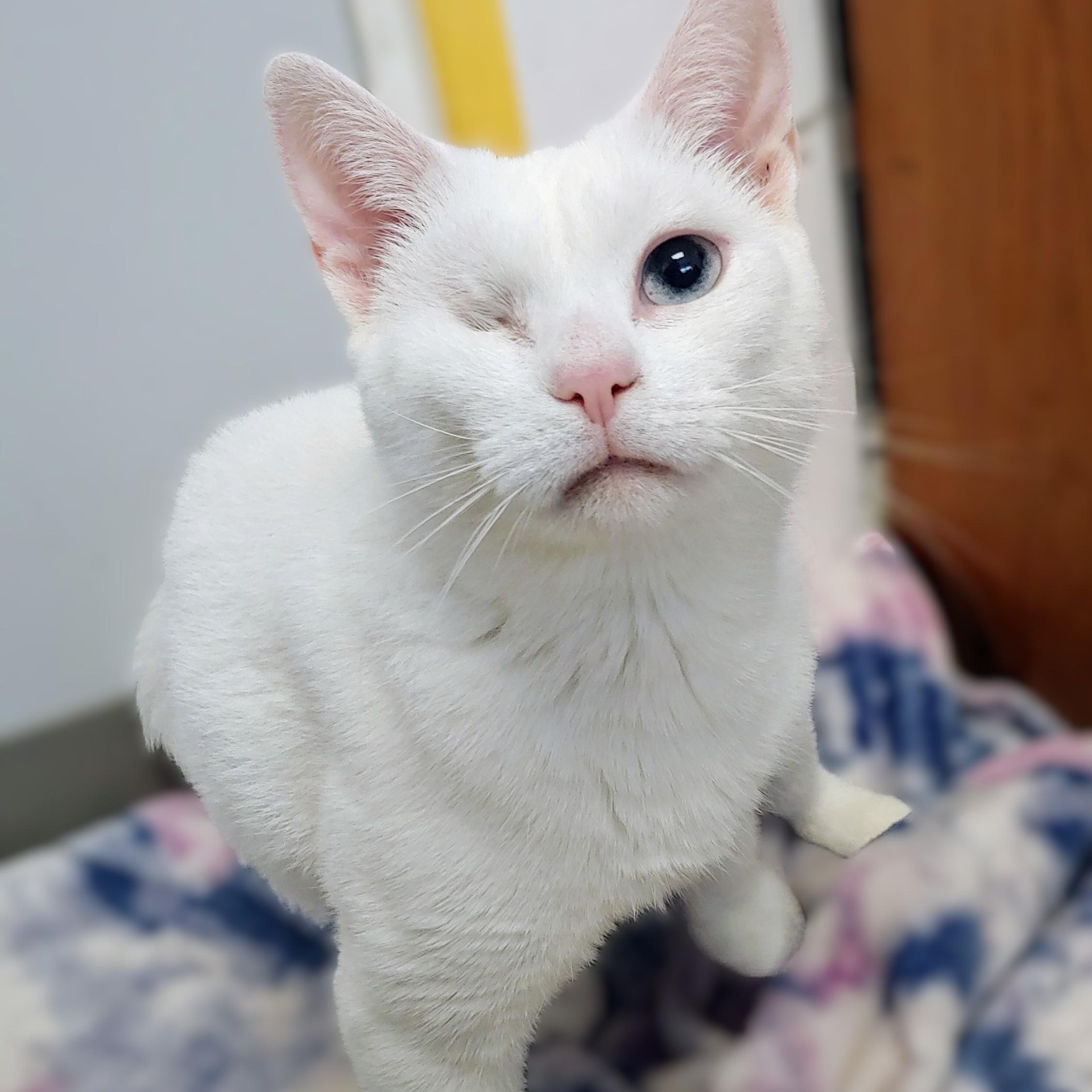 Duchess