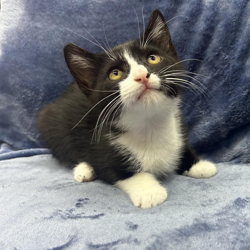 olaf, a Adoptable Domestic Short Hair in North Canton, OH image 1/2