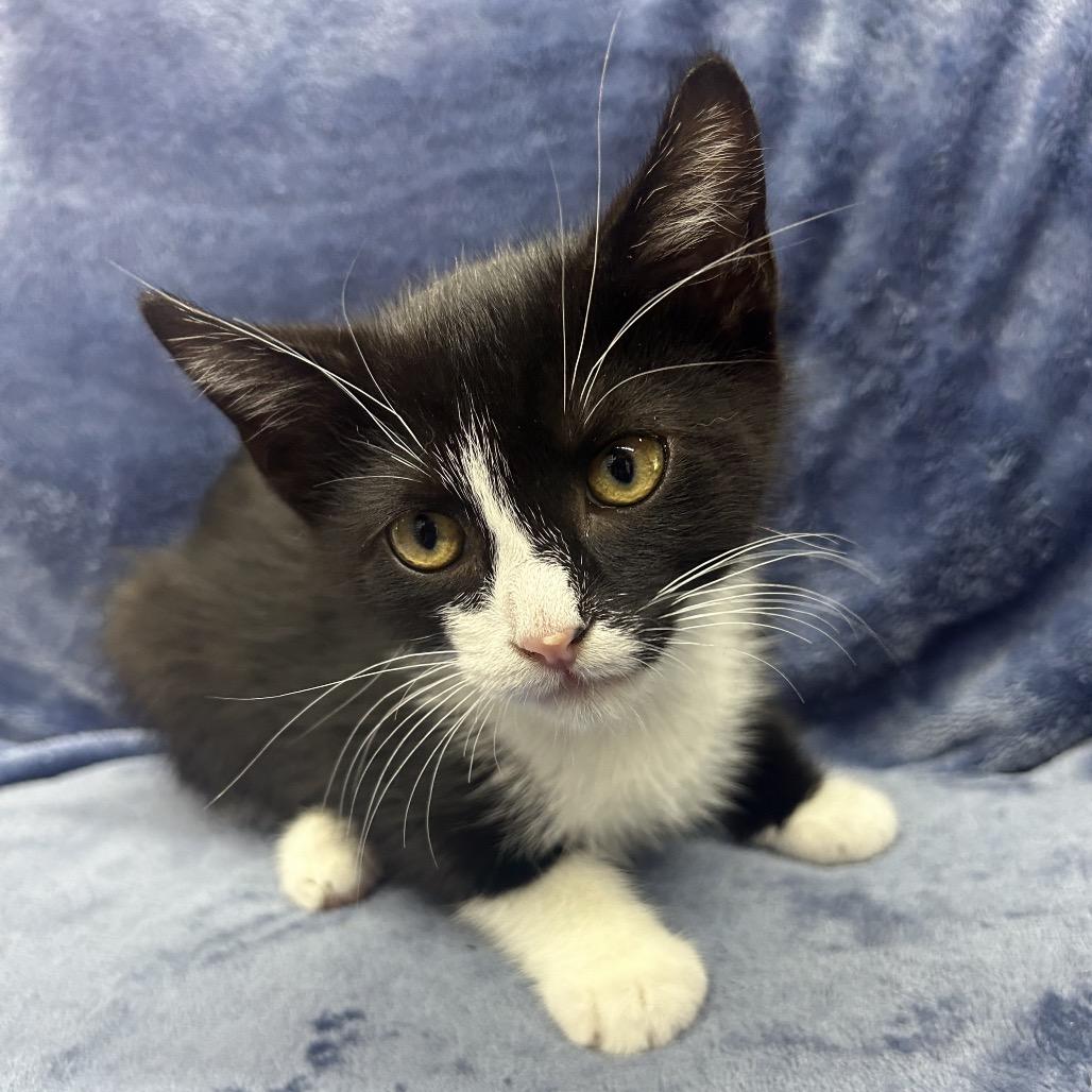 olaf, a Adoptable Domestic Short Hair in North Canton, OH image 2/2