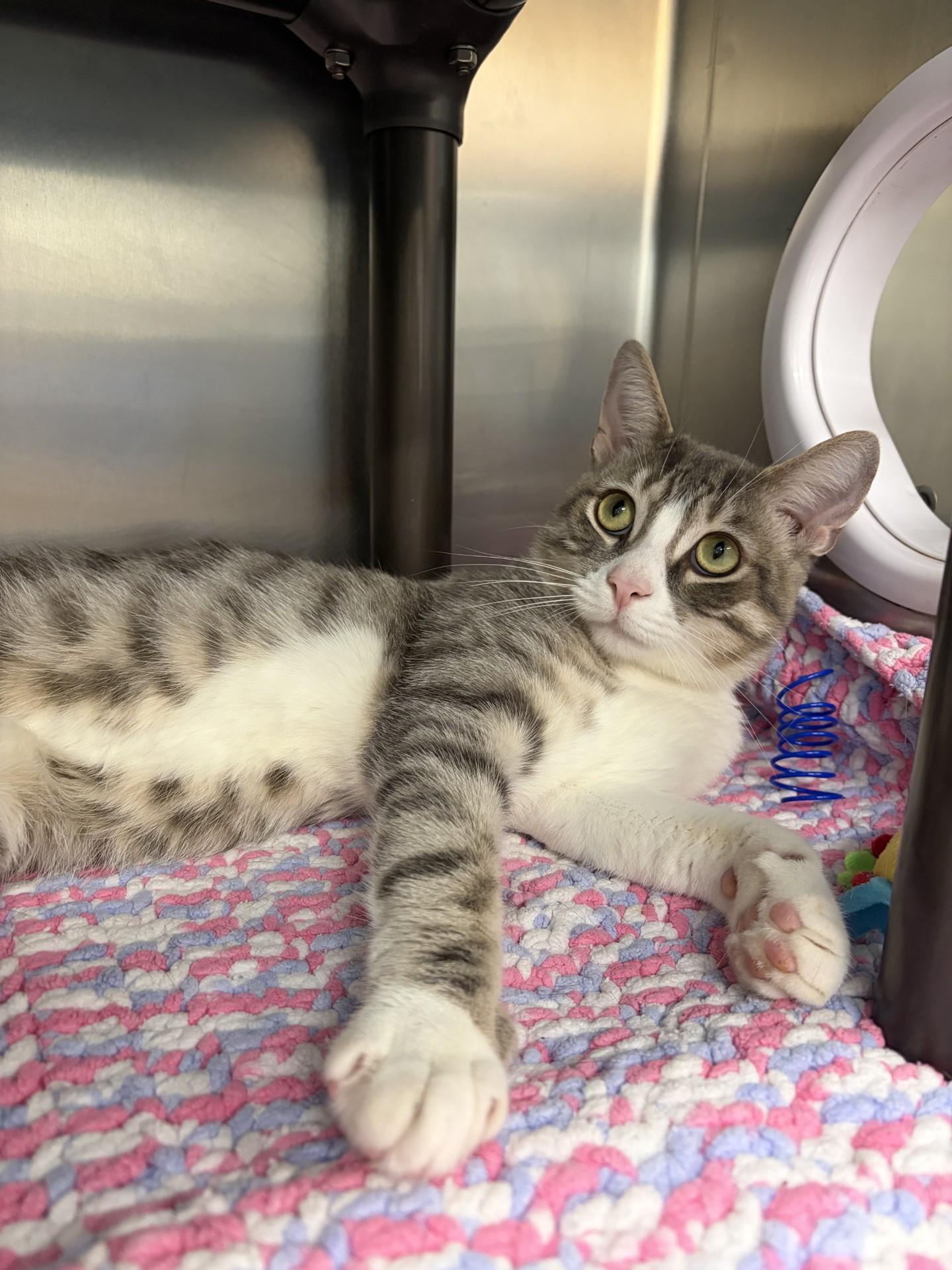 Enlarge Vinny, a Adoptable Domestic Short Hair in Mississauga, ON image 4/5
