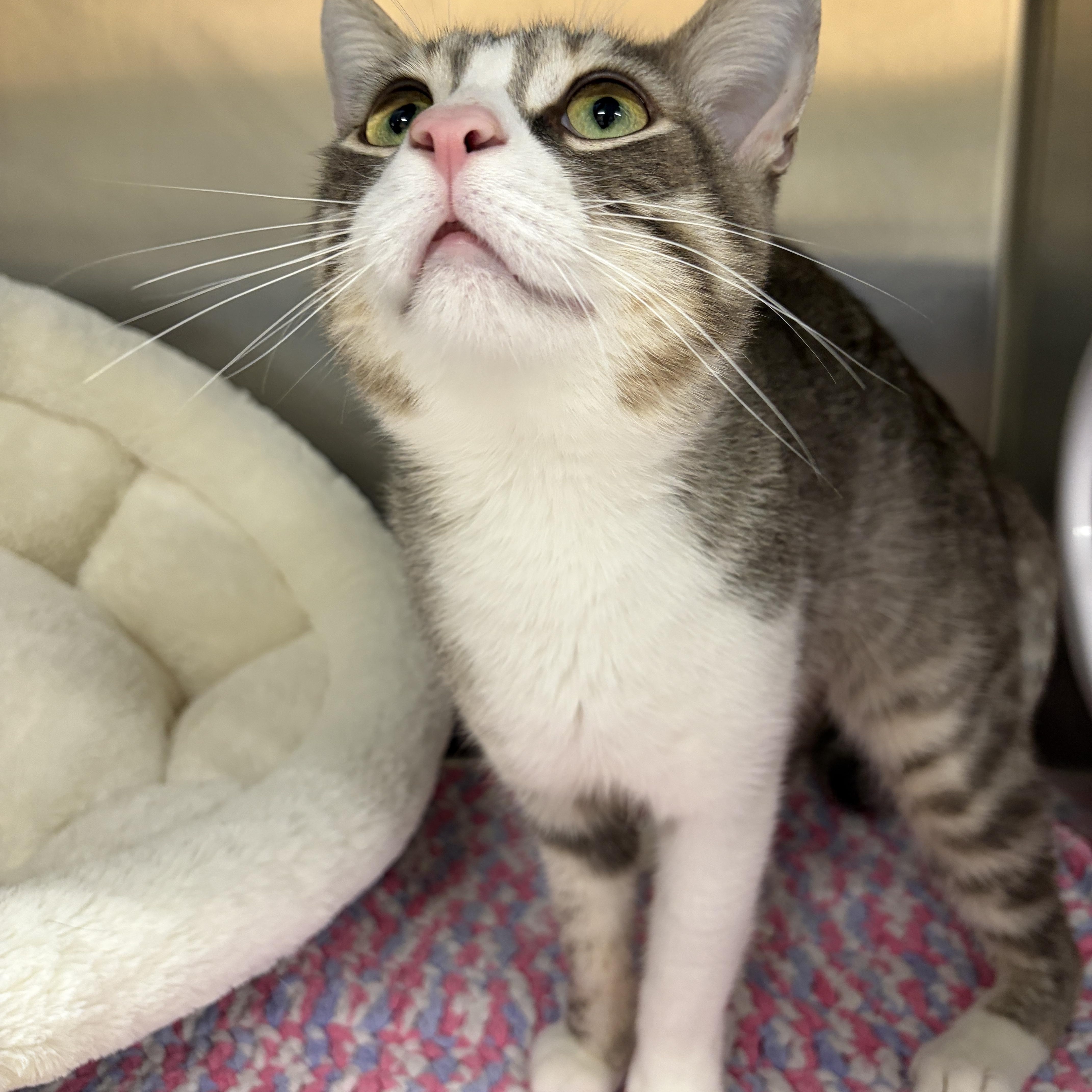 Enlarge Vinny, a Adoptable Domestic Short Hair in Mississauga, ON image 2/5