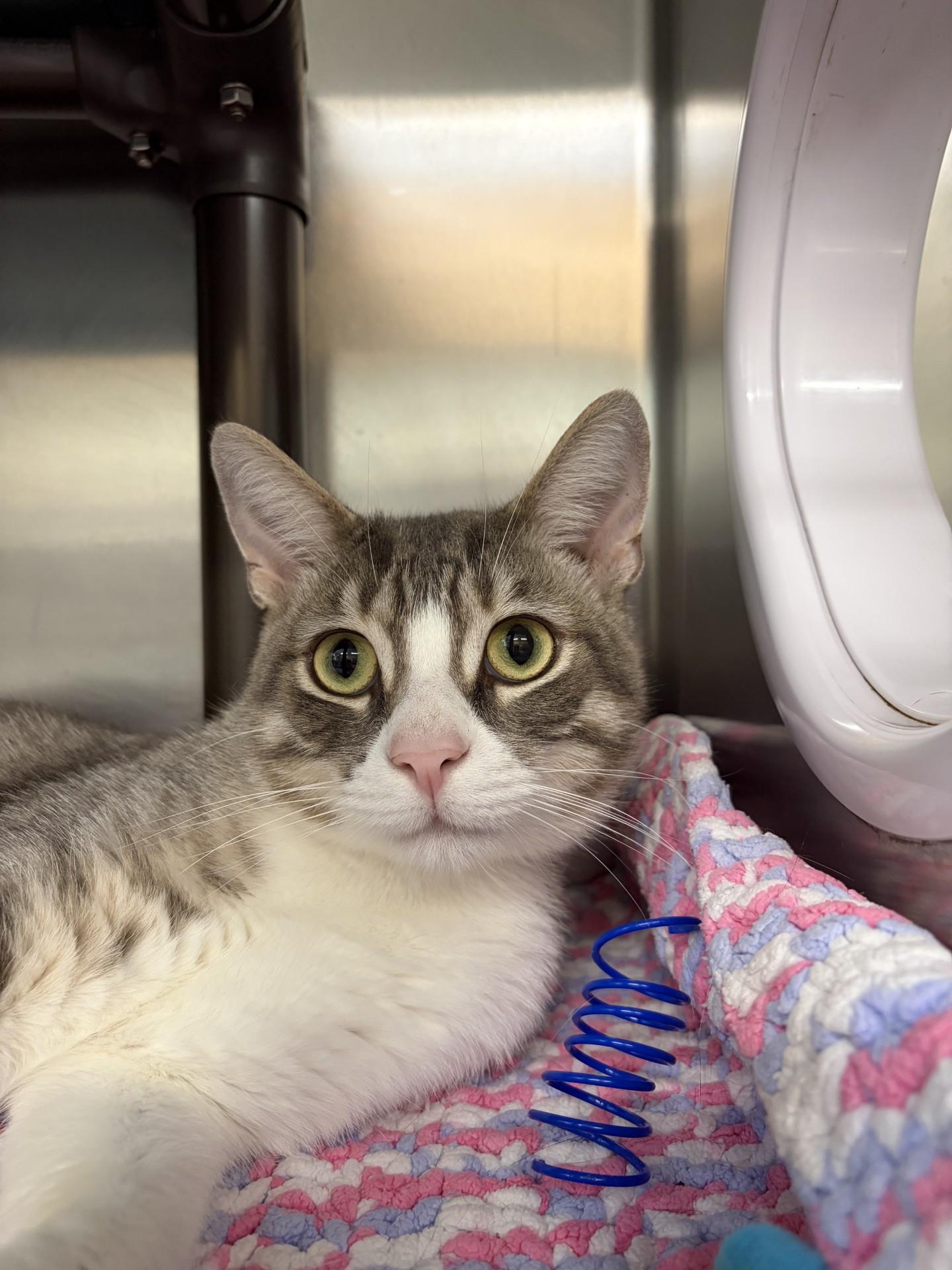 Enlarge Vinny, a Adoptable Domestic Short Hair in Mississauga, ON image 1/5