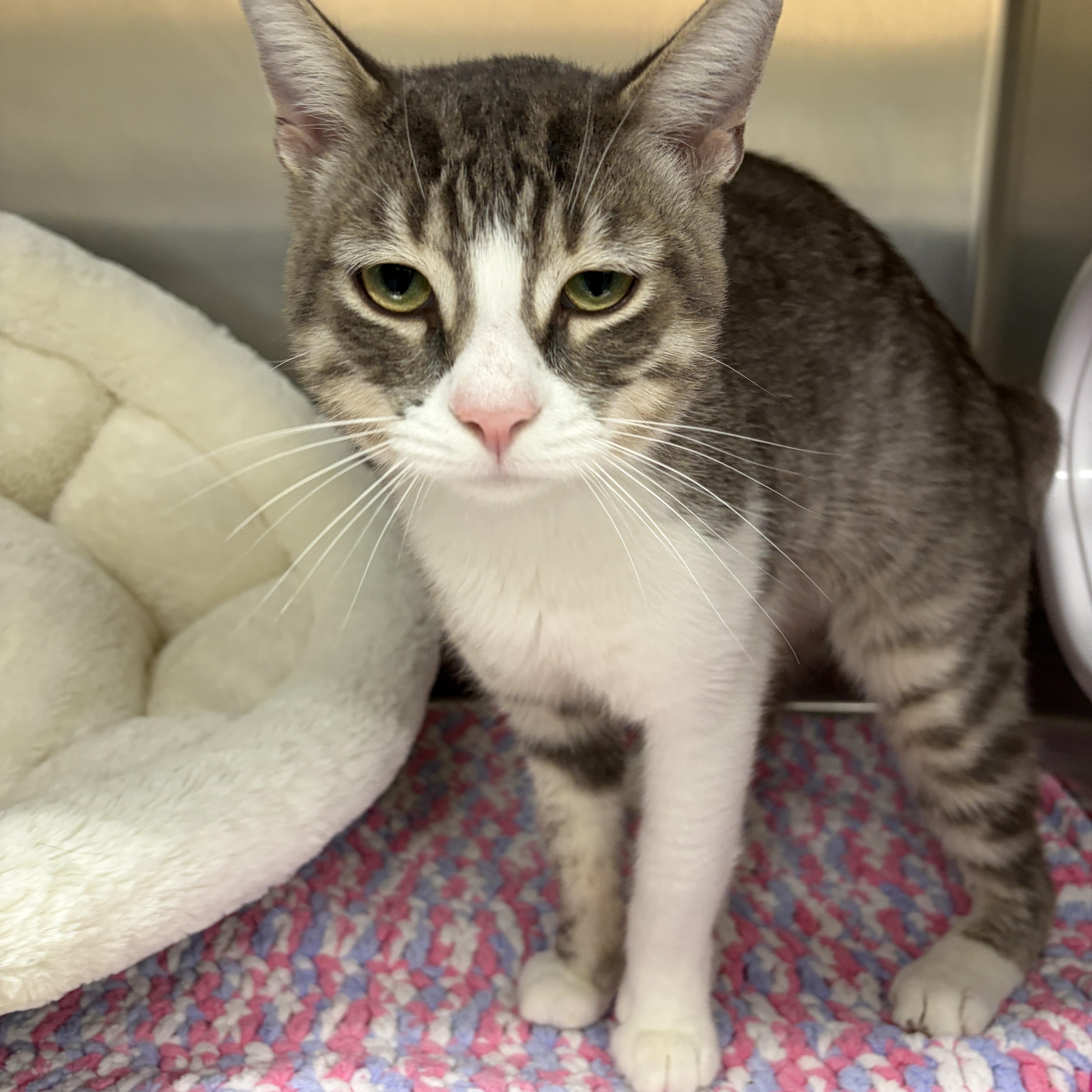 Enlarge Vinny, a Adoptable Domestic Short Hair in Mississauga, ON image 5/5