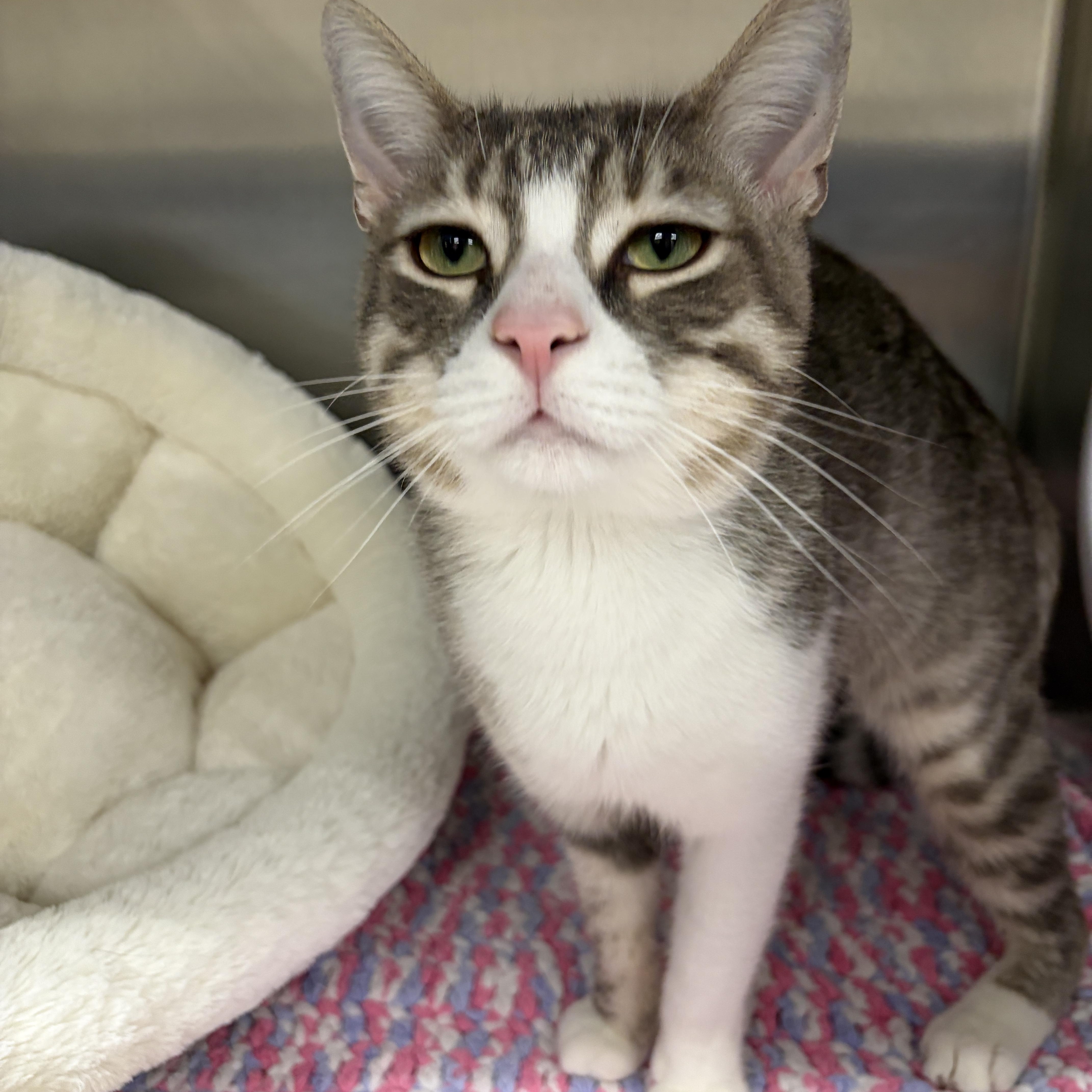 Enlarge Vinny, a Adoptable Domestic Short Hair in Mississauga, ON image 3/5