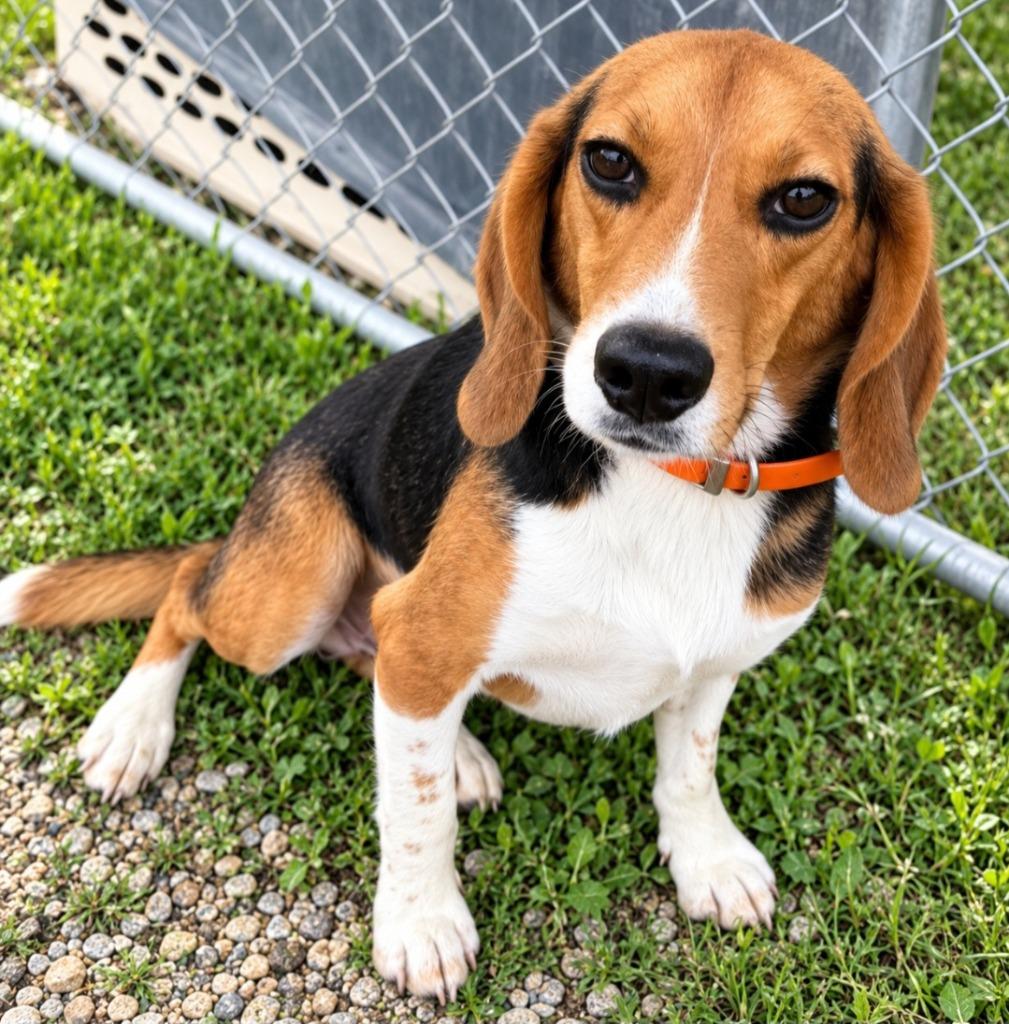 Barney, Adoptable, Young Male Beagle.