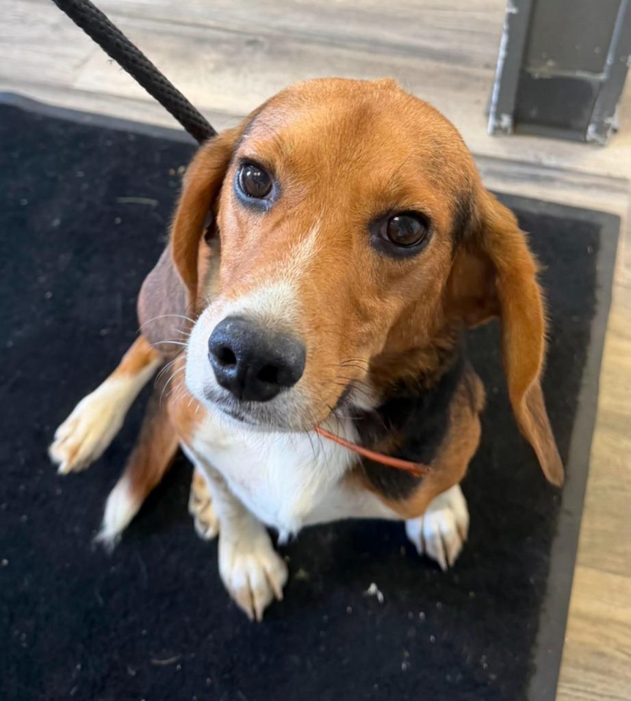 Enlarge Barney, a Adoptable Beagle in Lagrange, IN image 2/2