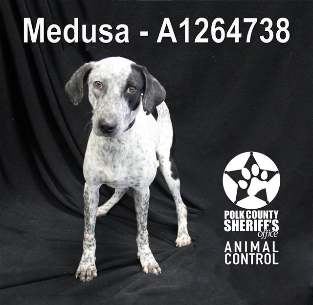 Enlarge MEDUSA, a Adoptable mixed breed in Winter Haven, FL image 1/1