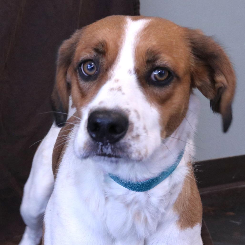 Maeve, Adoptable, Adult Female Beagle & Cattle Dog.