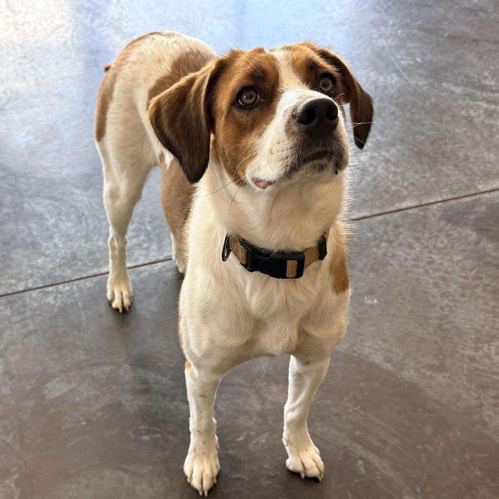 Enlarge Maeve, a Adoptable mixed breed in Rifle, CO image 2/4