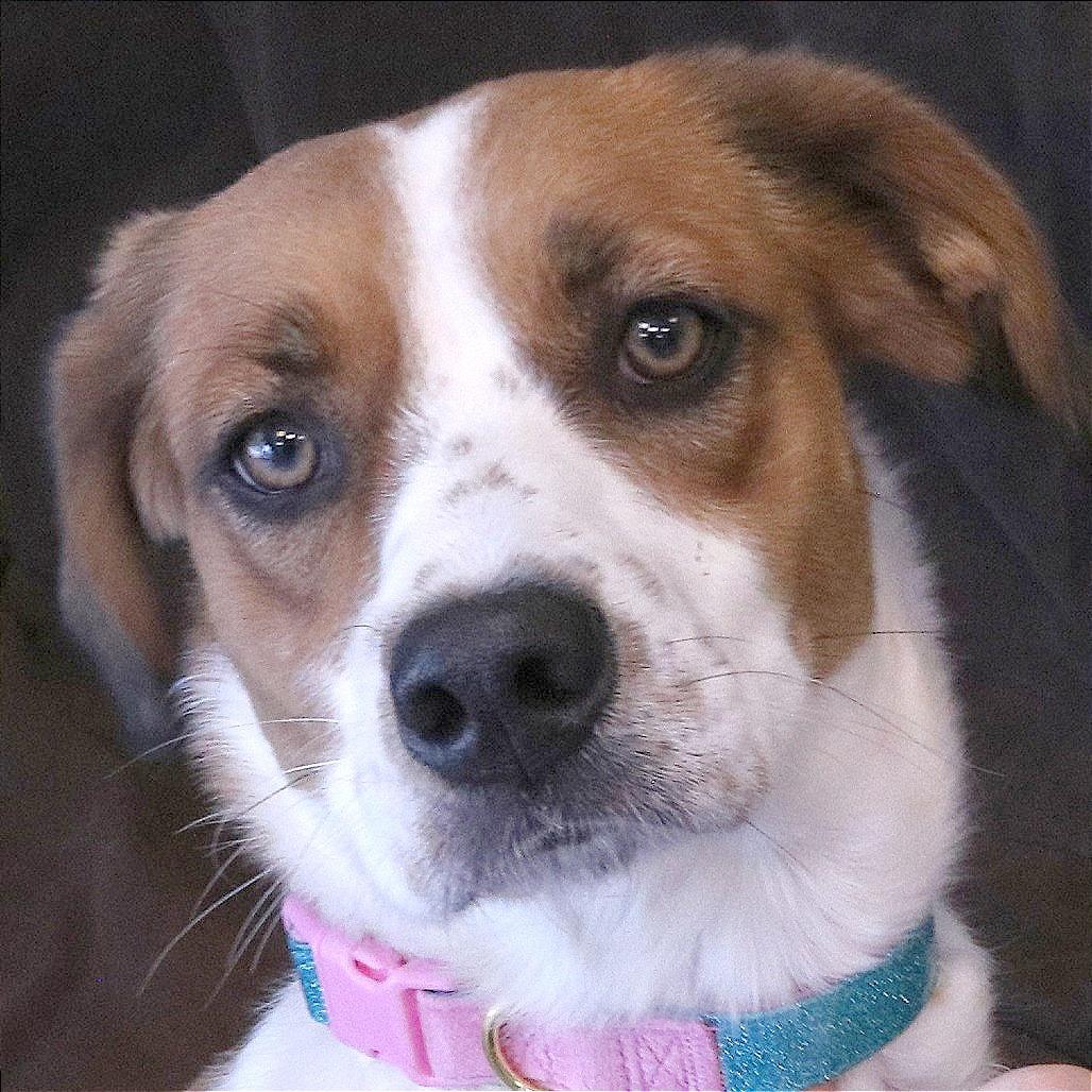 Enlarge Maeve, a Adoptable mixed breed in Rifle, CO image 3/4