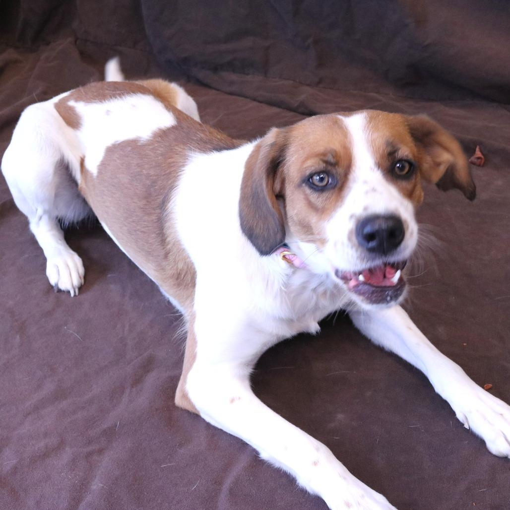 Enlarge Maeve, a Adoptable mixed breed in Rifle, CO image 4/4