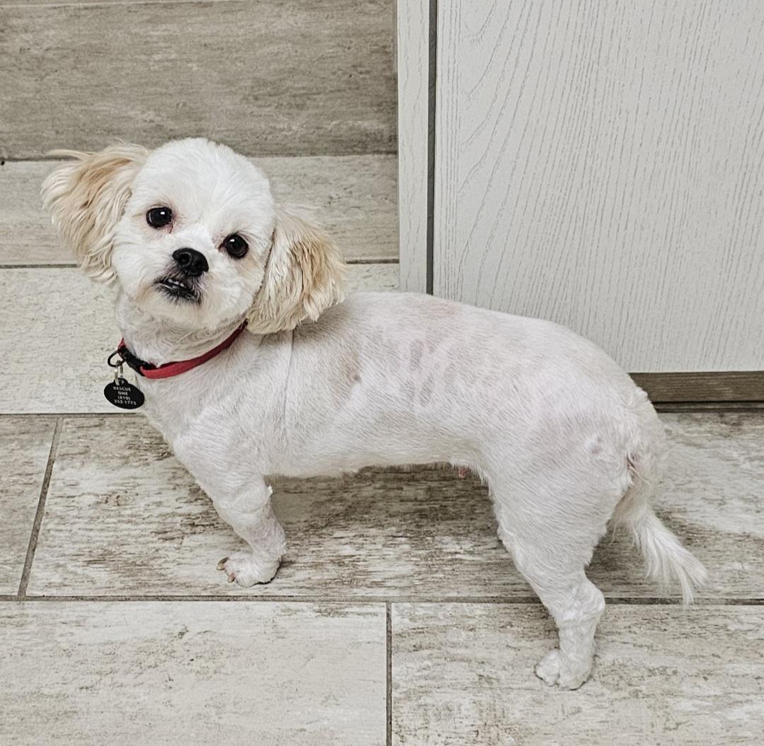 Enlarge BELLA, an adopted mixed breed in Fenton, MI image 2/6