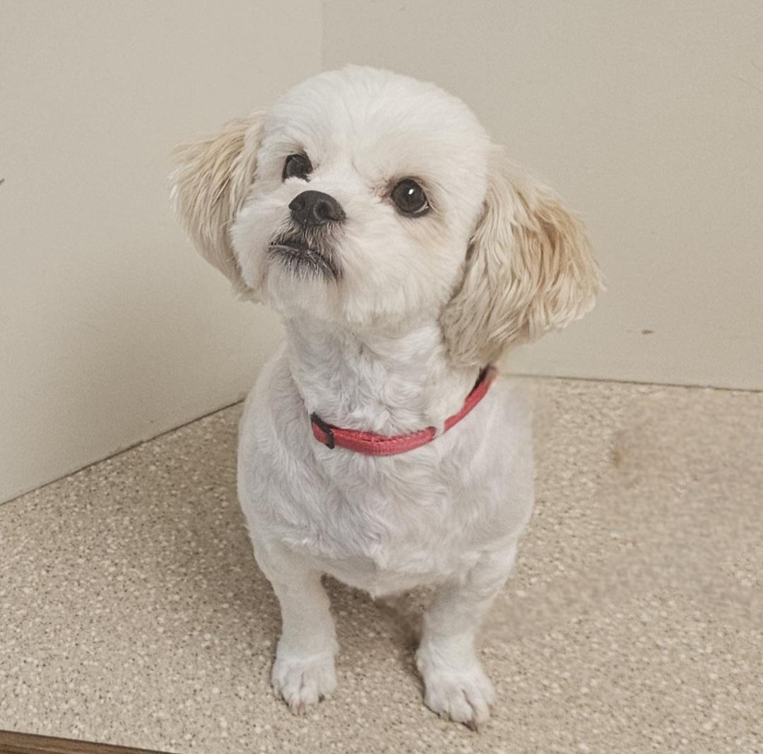 BELLA, adopted, Adult Female Shih Tzu & Maltese.