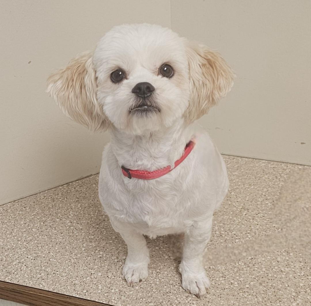 Enlarge BELLA, an adopted mixed breed in Fenton, MI image 4/6