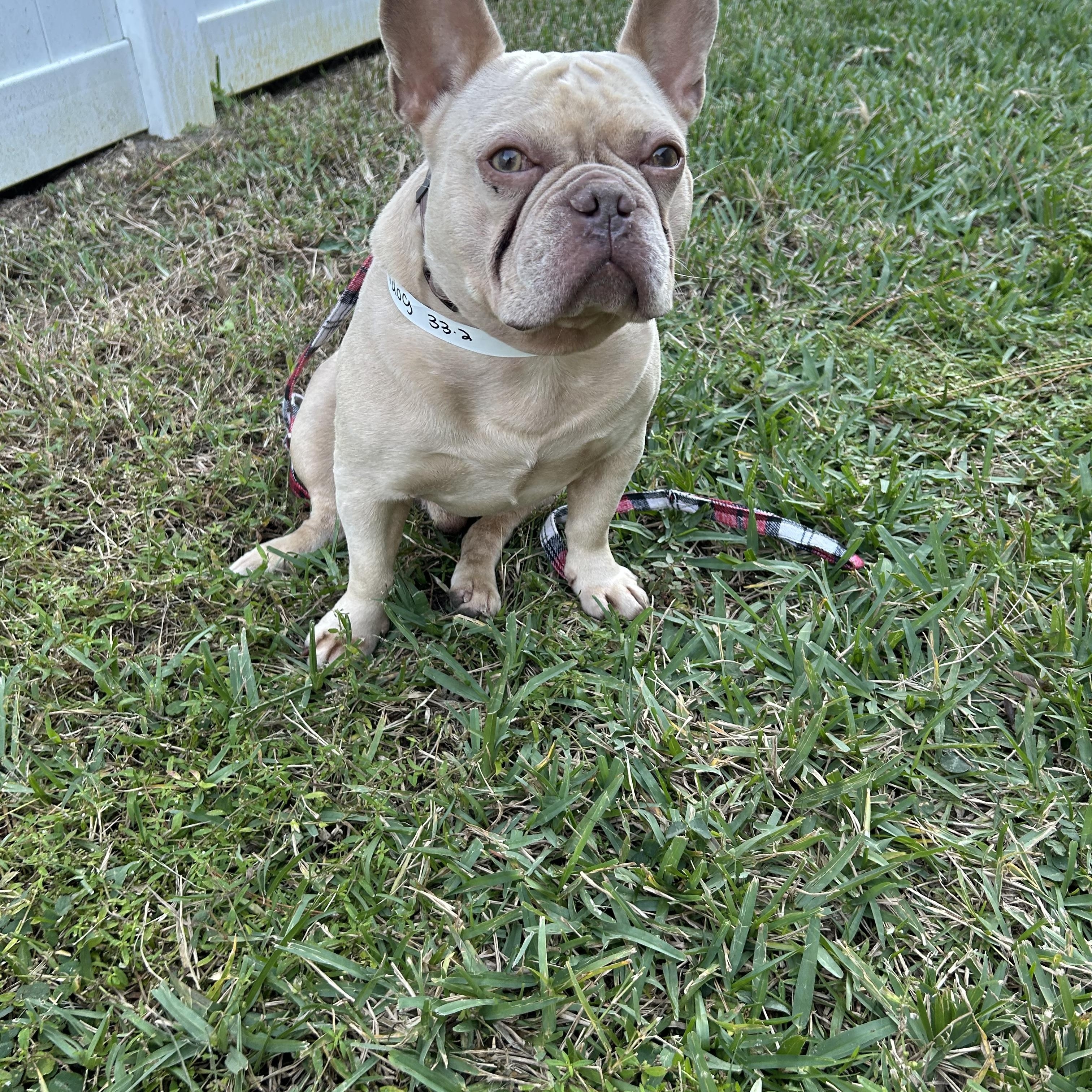 Enlarge Bailey, an adoptable French Bulldog in Palm Coast, FL image 1/4