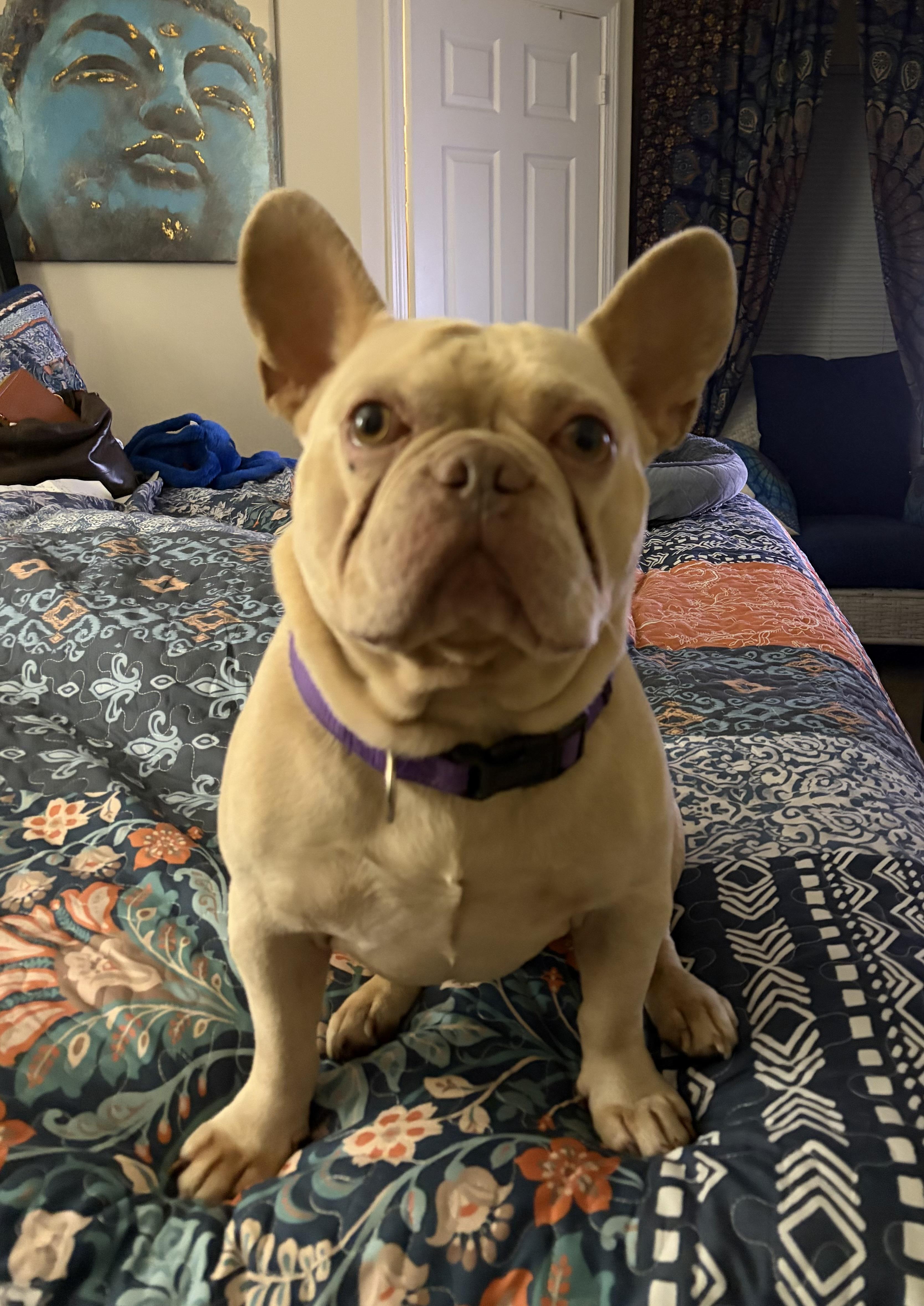 Enlarge Bailey, an adoptable French Bulldog in Palm Coast, FL image 2/4