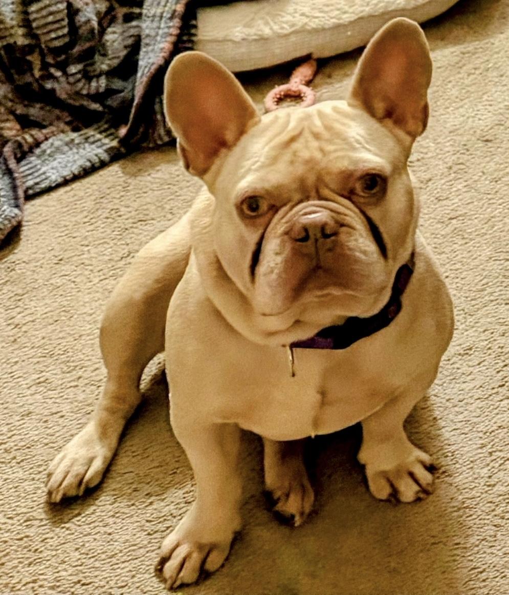 Enlarge Bailey, an adoptable French Bulldog in Palm Coast, FL image 3/4