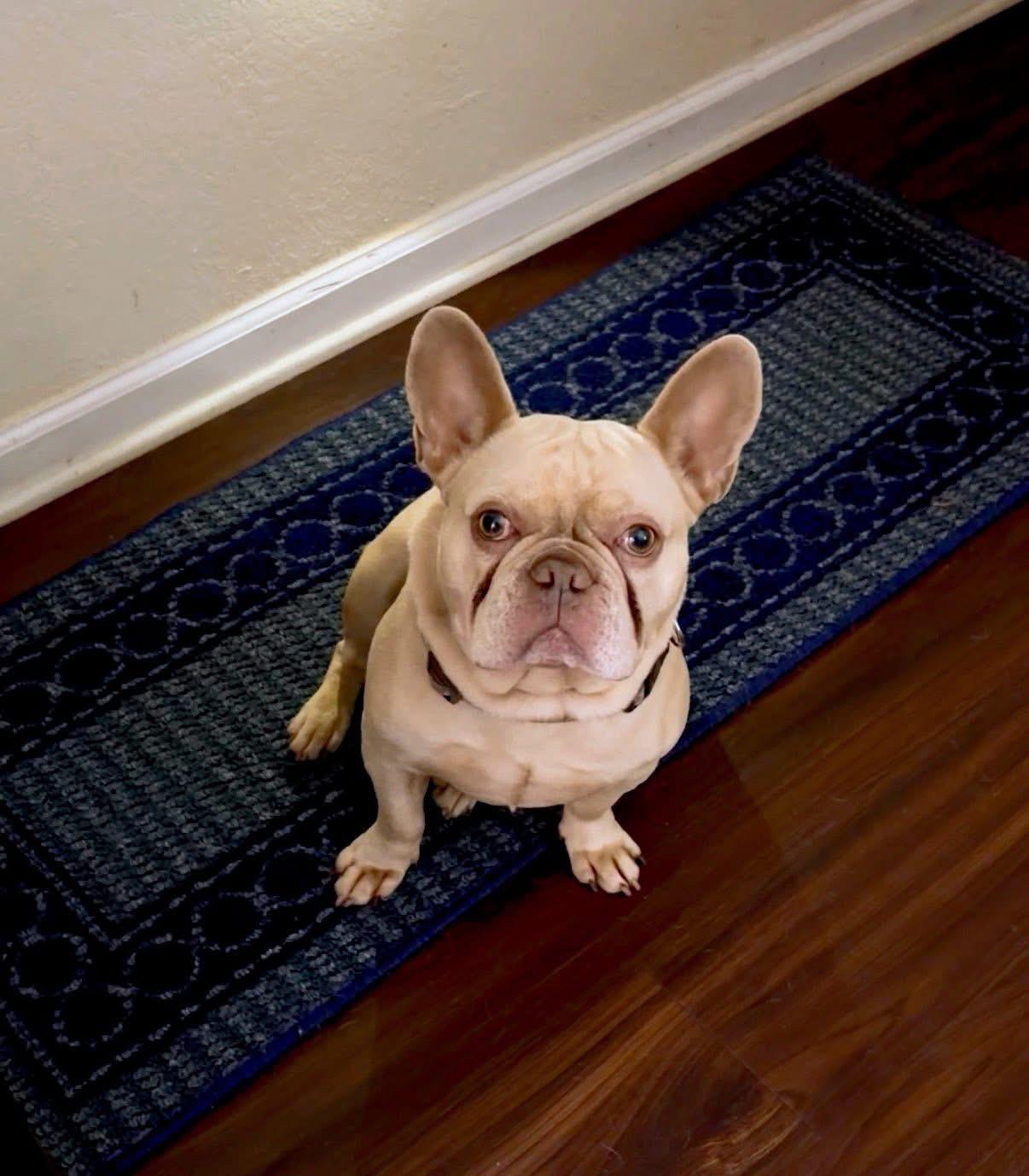 Enlarge Bailey, an adoptable French Bulldog in Palm Coast, FL image 4/4