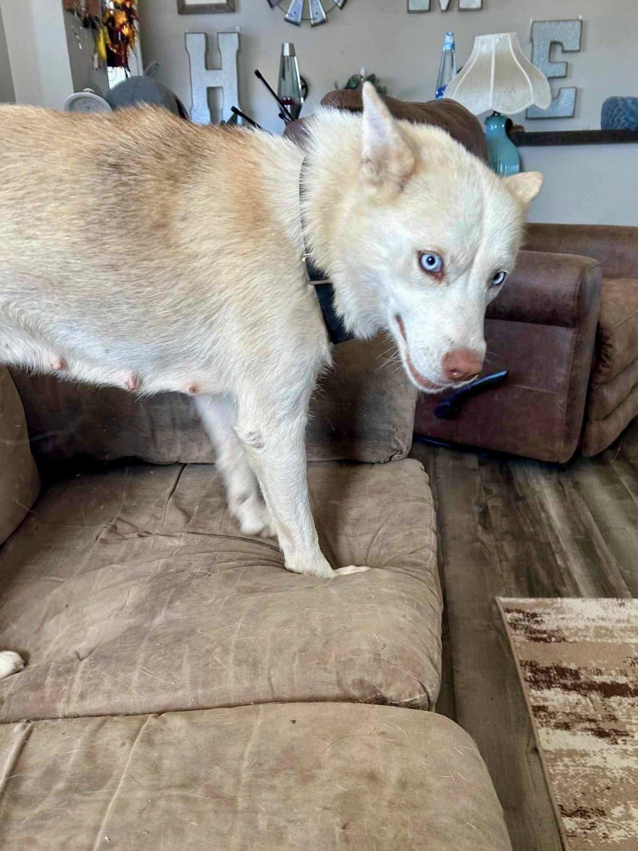 Shiloh, Adoptable, Adult Female Siberian Husky.
