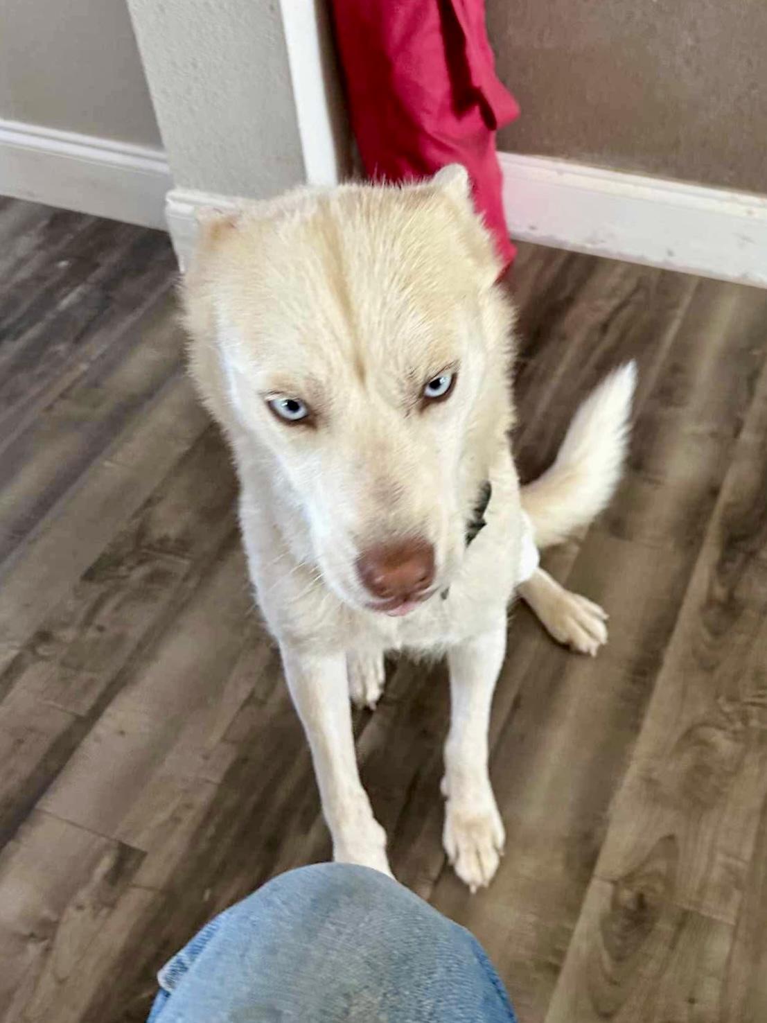 Enlarge Shiloh, a Adoptable Siberian Husky in Glenolden, PA image 2/6