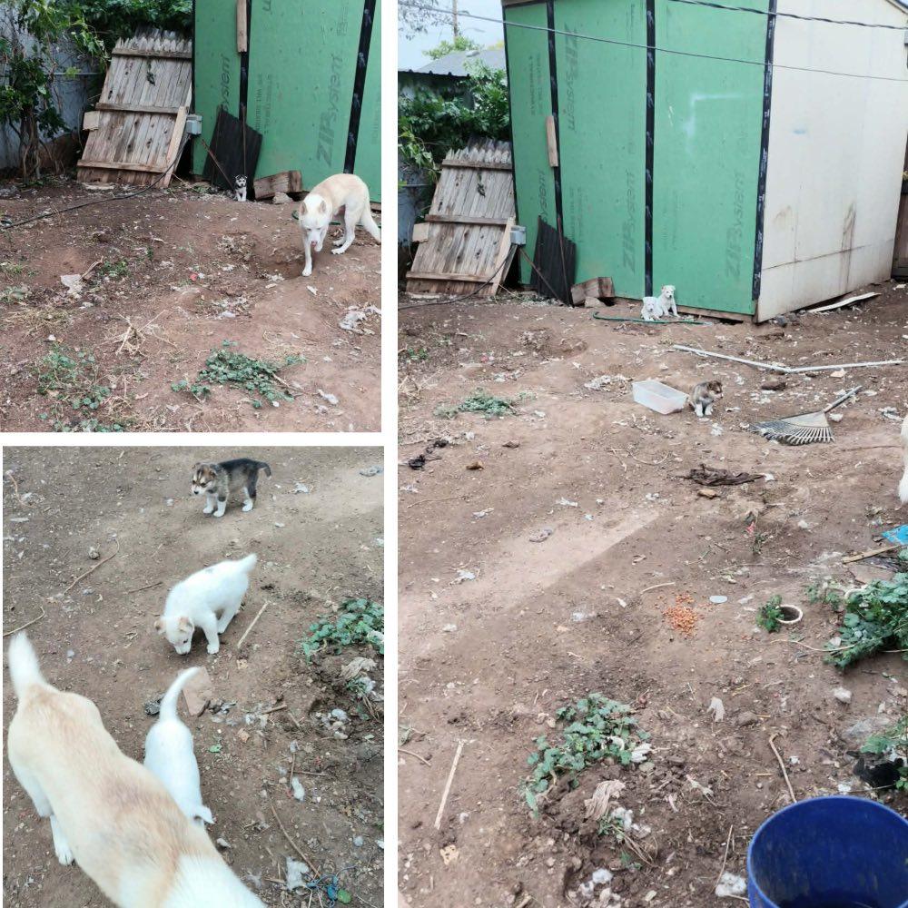 Enlarge Shiloh, a Adoptable Siberian Husky in Glenolden, PA image 3/6