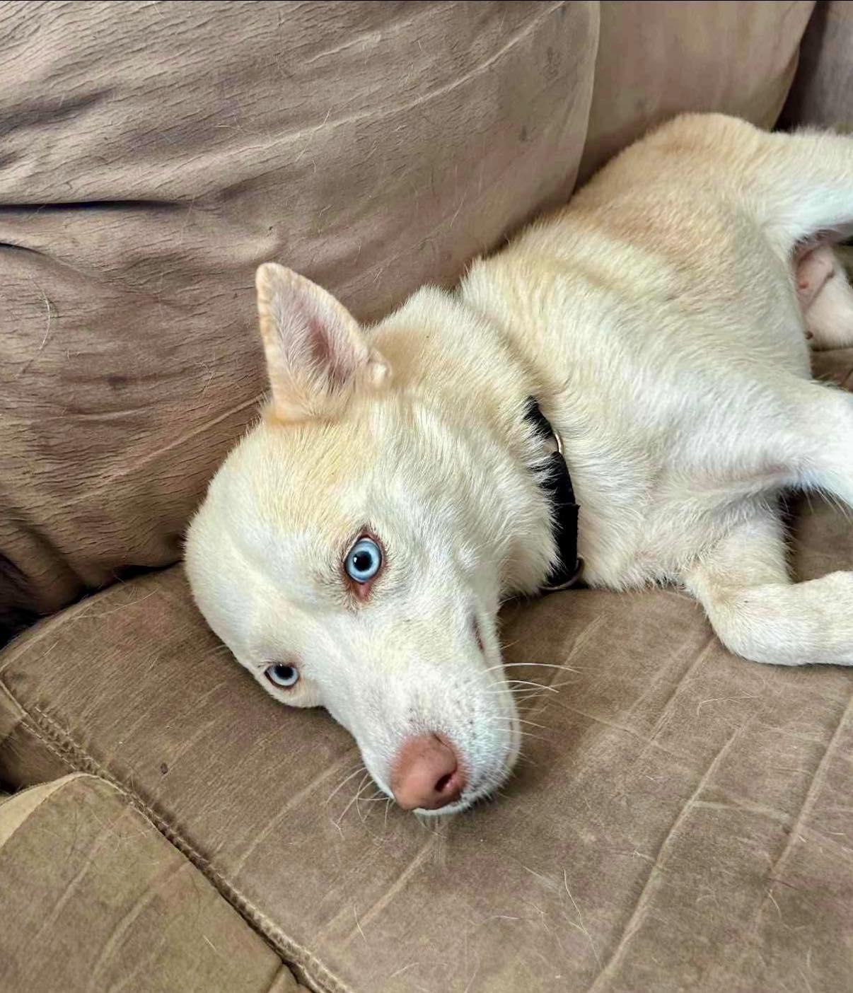 Enlarge Shiloh, a Adoptable Siberian Husky in Glenolden, PA image 5/6