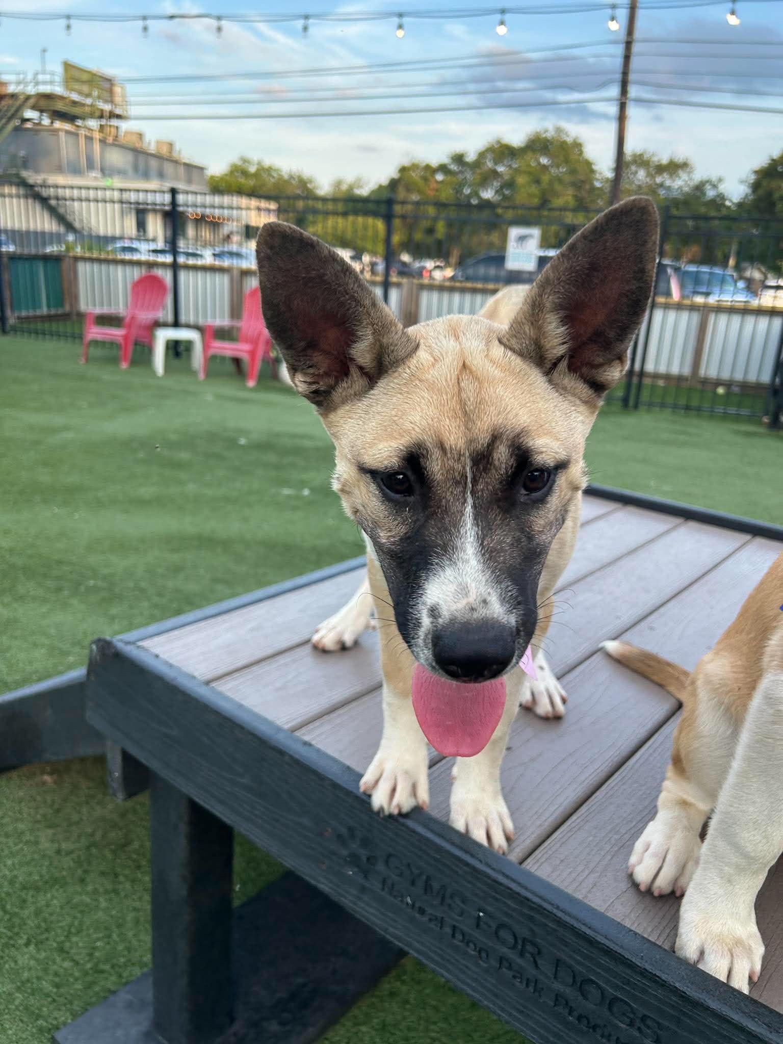 Enlarge Zeke, a Adoptable mixed breed in Mt Laurel Township, NJ image 2/6