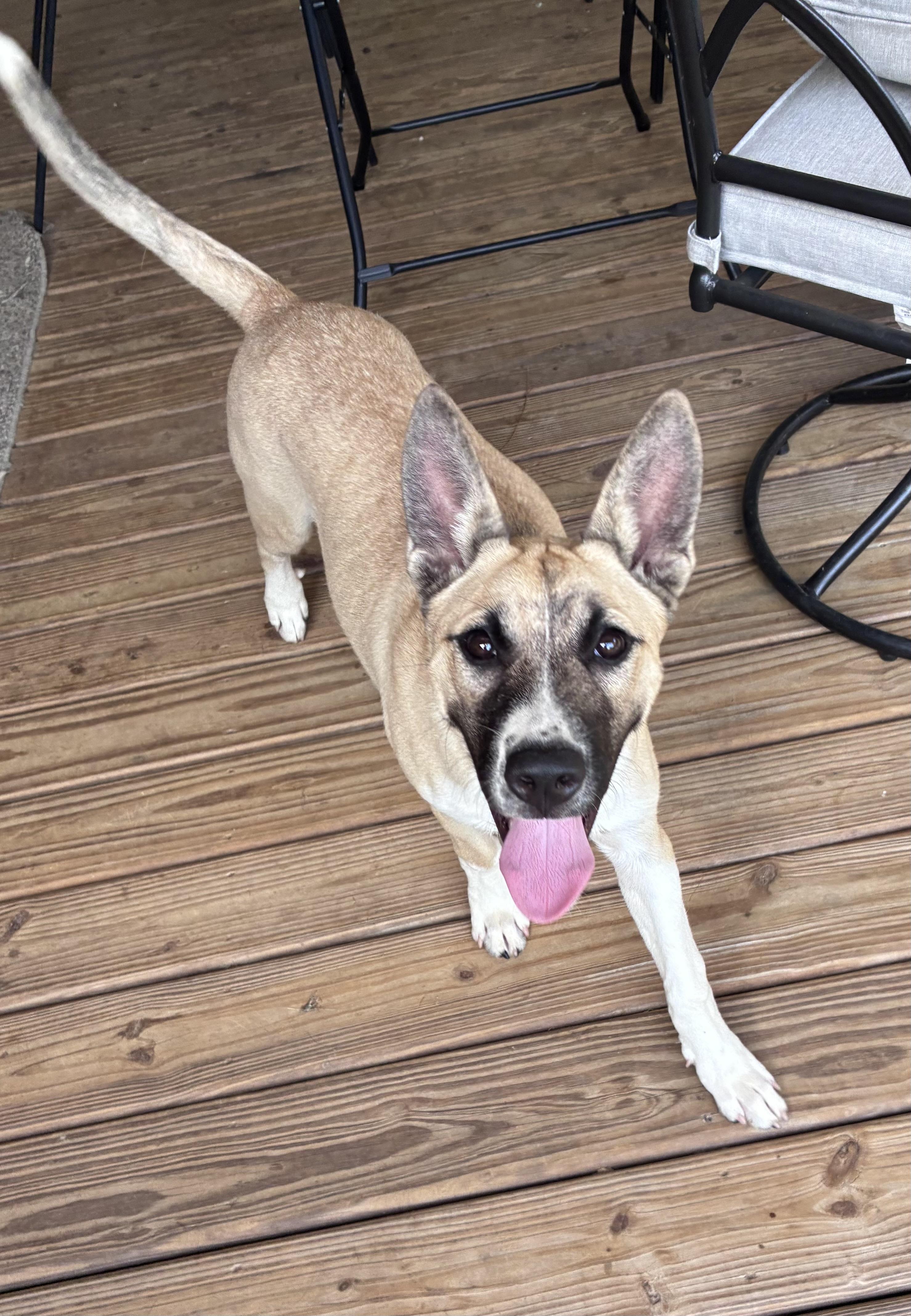 Zeke, Adoptable, Young Male Husky.