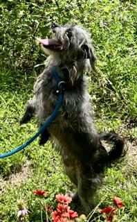 Freddy, a Adoptable mixed breed in Hempstead, TX image 2/4