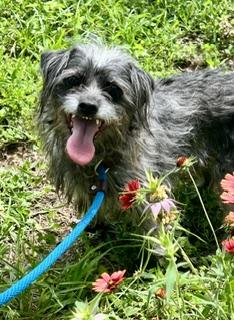 Freddy, a Adoptable mixed breed in Hempstead, TX image 3/4