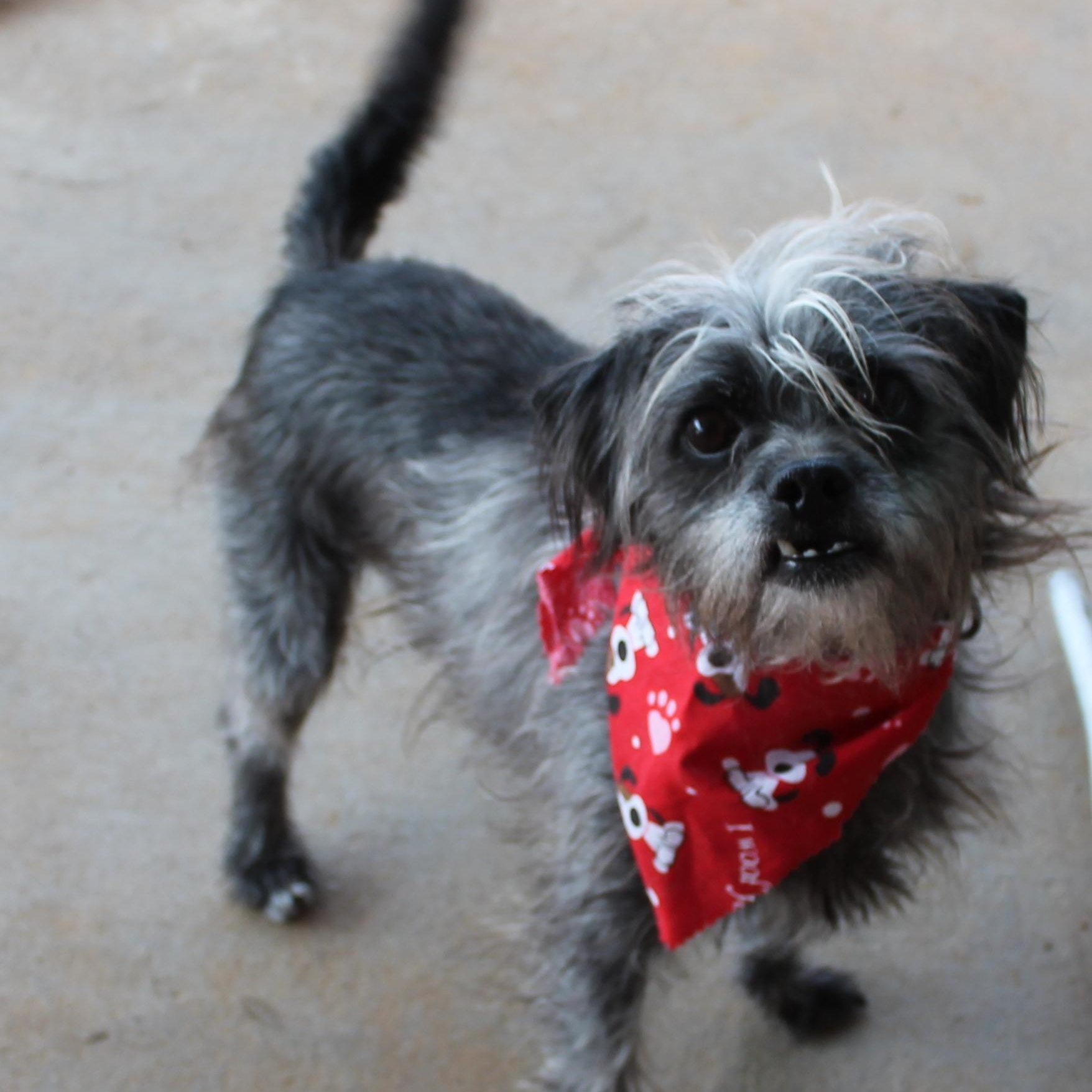 Freddy, a Adoptable mixed breed in Hempstead, TX image 1/4