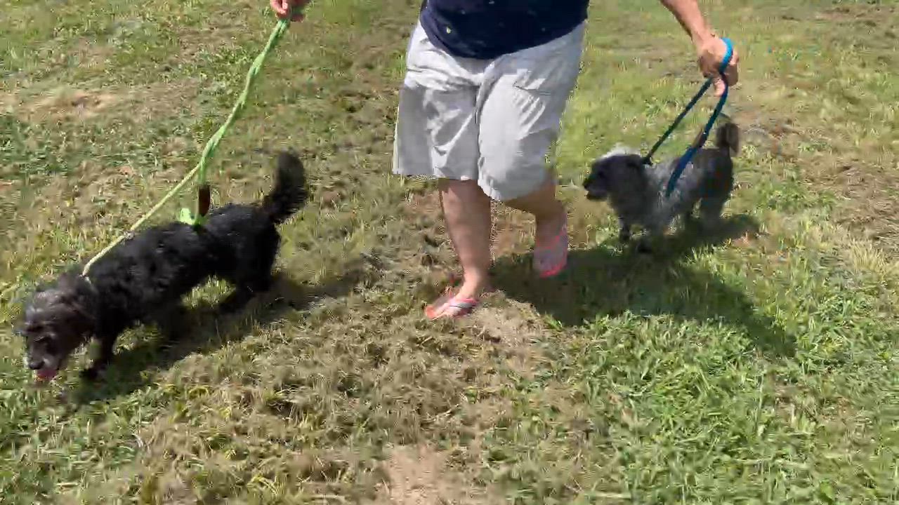 Enlarge Freddy, a Adoptable mixed breed in Hempstead, TX video 4/4