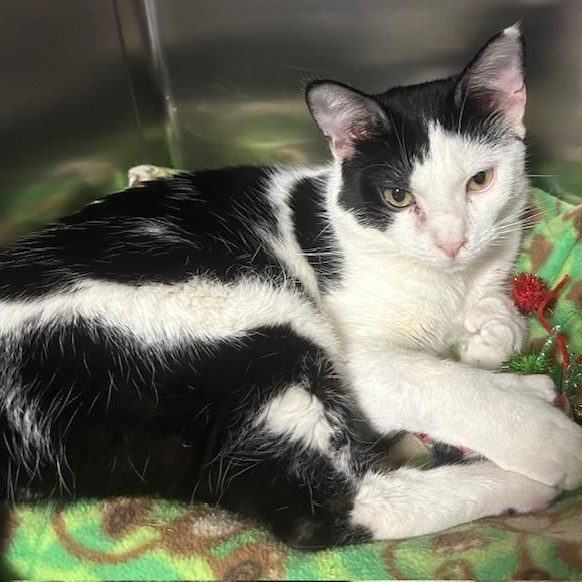 Enlarge Brett, a Adoptable Domestic Short Hair in Stanhope, NJ image 1/4