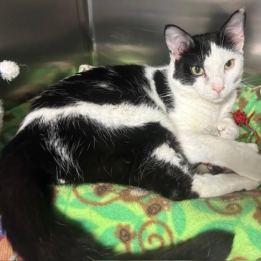 Enlarge Brett, a Adoptable Domestic Short Hair in Stanhope, NJ image 2/4