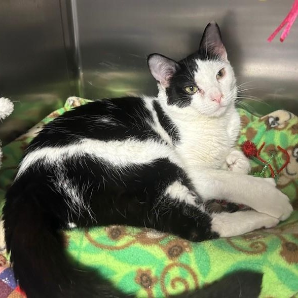 Enlarge Brett, a Adoptable Domestic Short Hair in Stanhope, NJ image 3/4