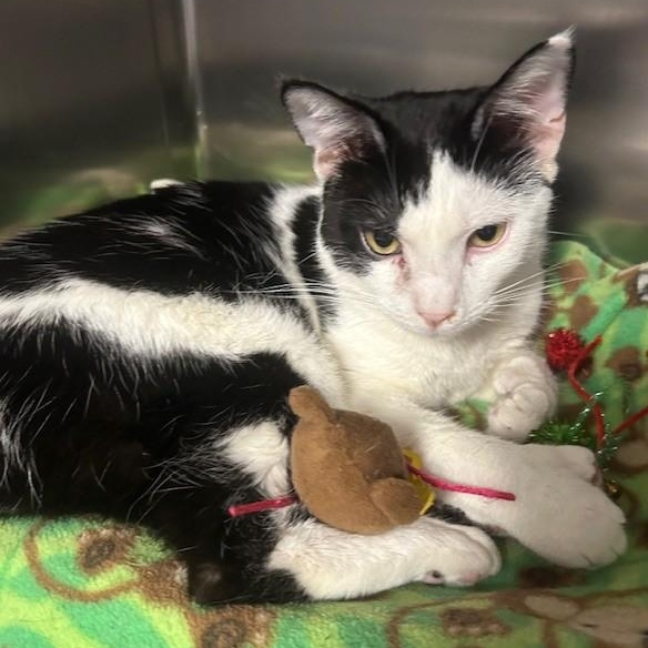 Enlarge Brett, a Adoptable Domestic Short Hair in Stanhope, NJ image 4/4