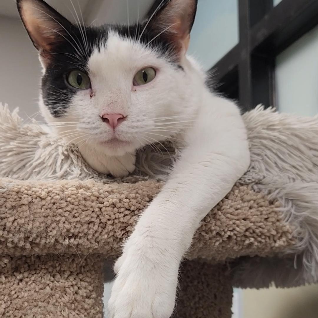 Brett, a Adoptable Domestic Short Hair in Stanhope, NJ image 1/5